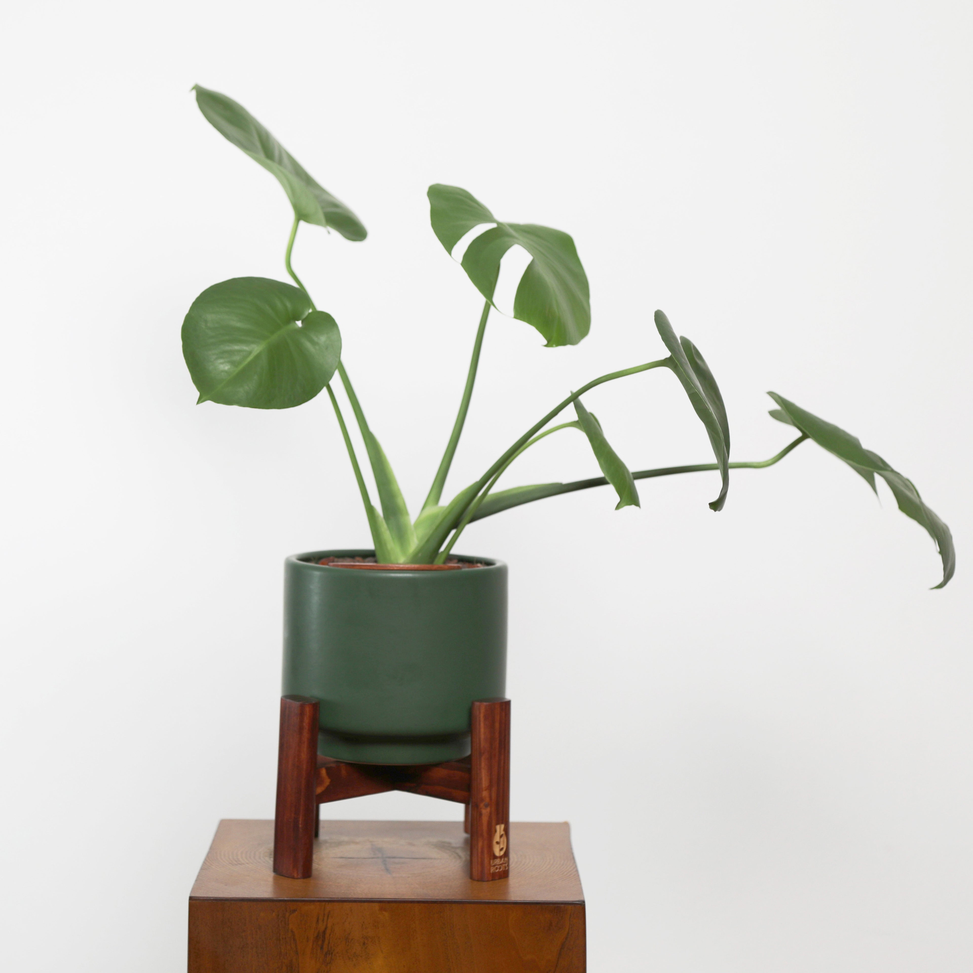 Baby Monstera Plant in Haku pot