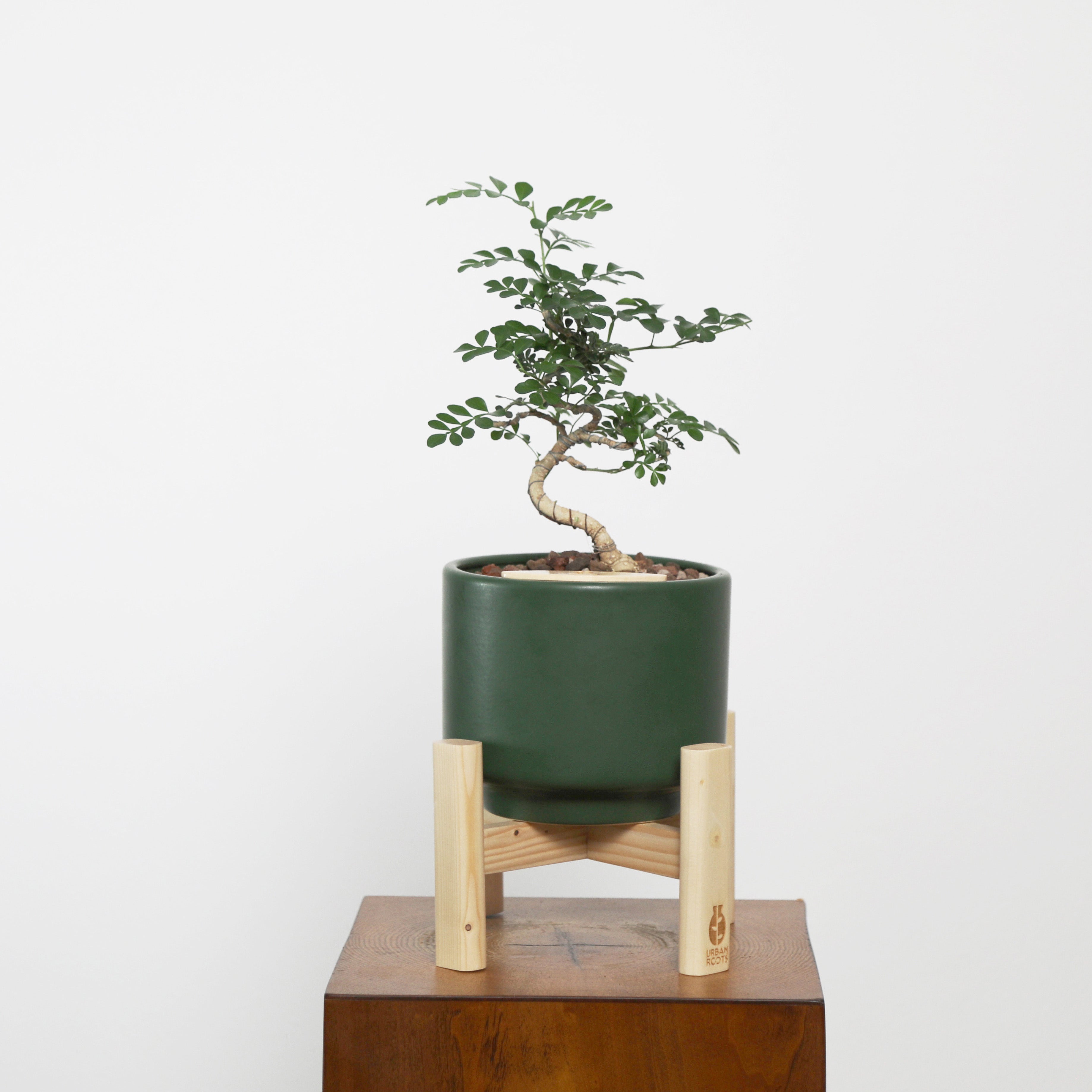 Bonsai in Haku pot (Feroniea Lucida Bonsai)