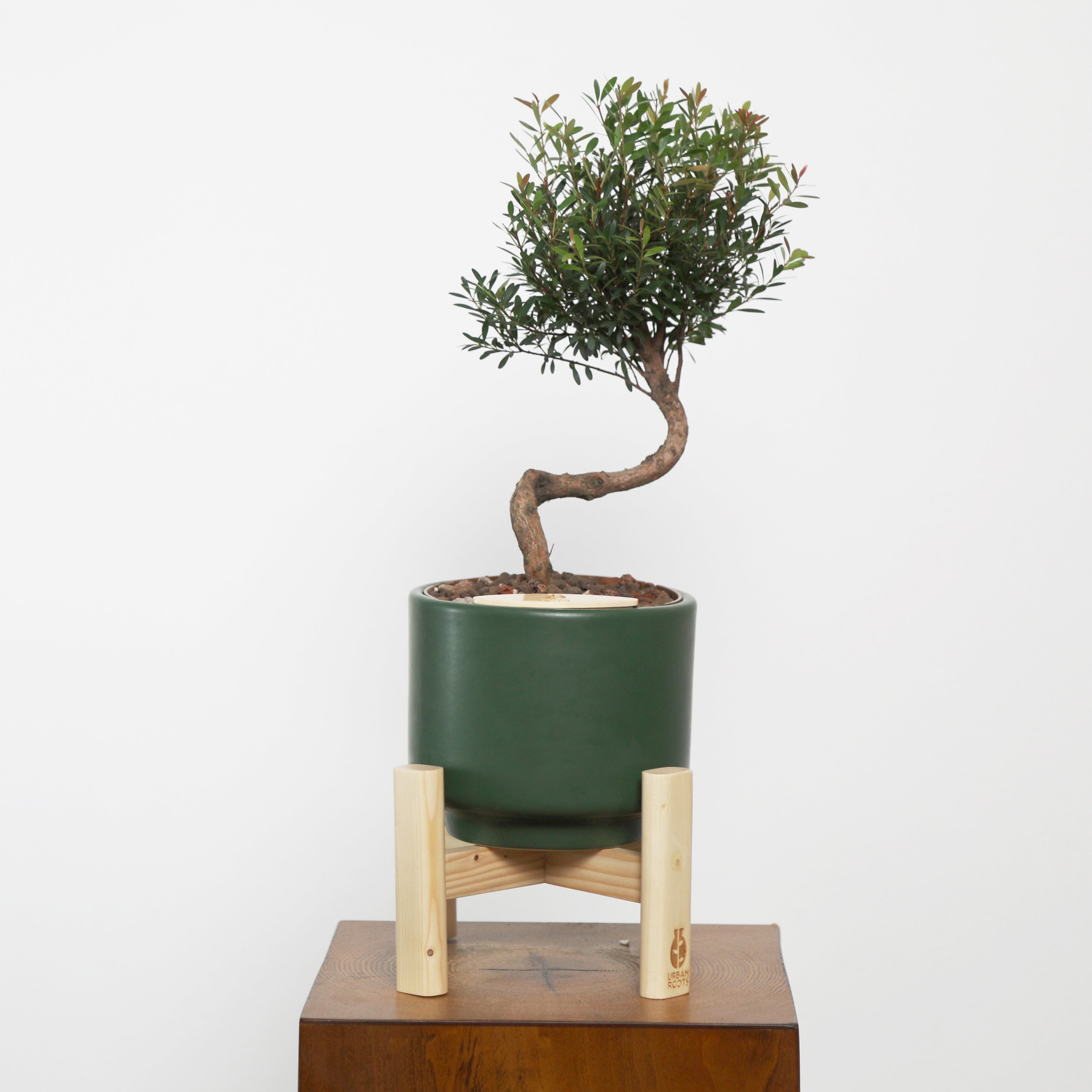 Bonsai in Haku pot (Syzygium buxifolium)