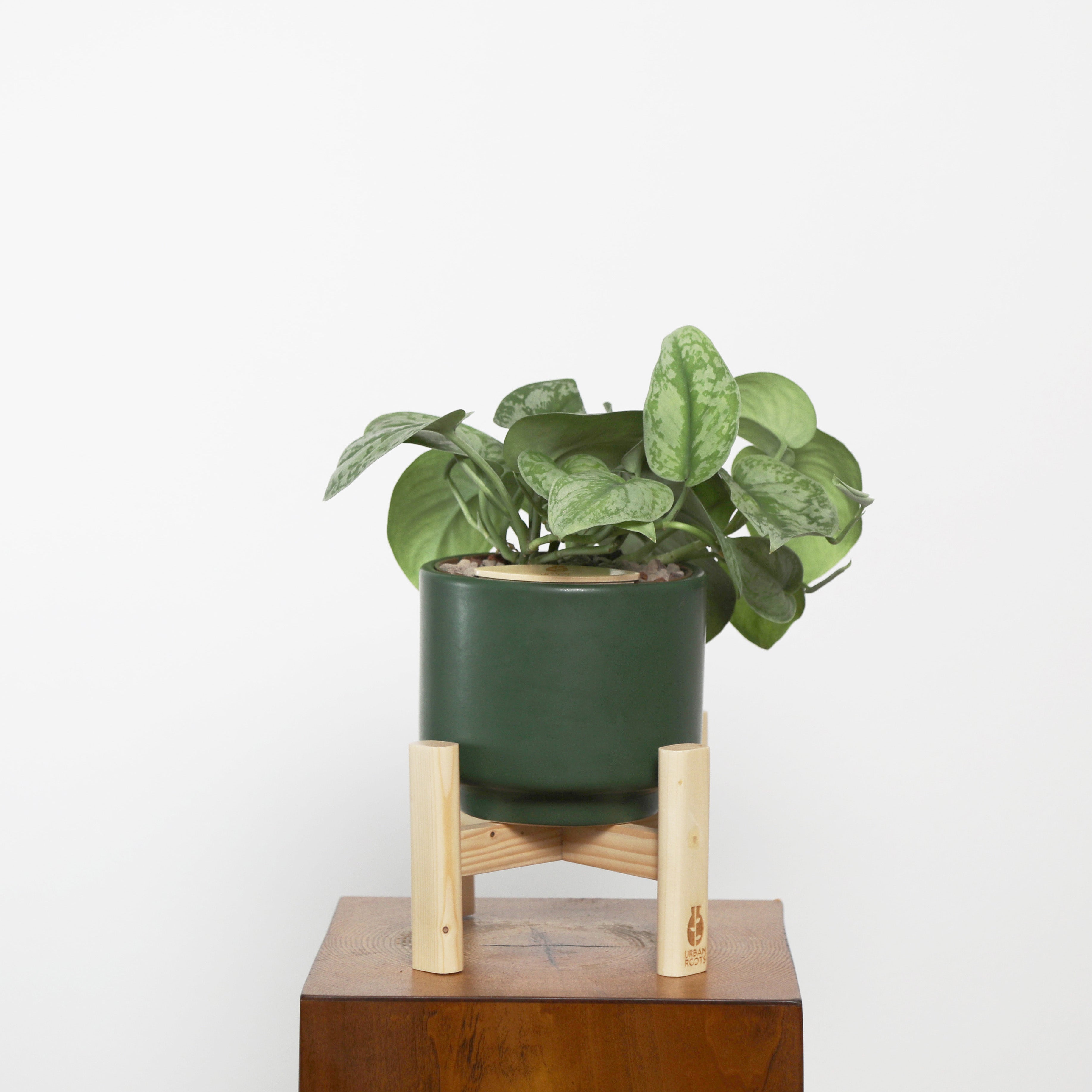 Satin Pothos in Haku pot (Scindapsus Pictus)