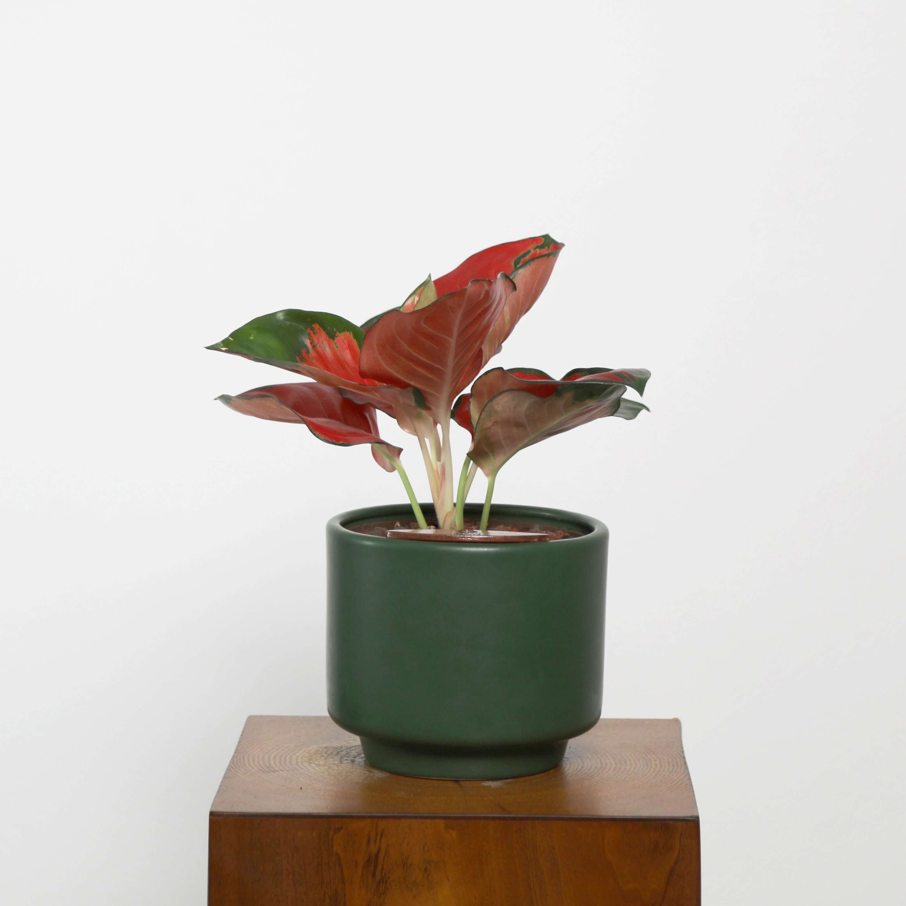 Aglaonema in Haku pot