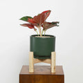 Aglaonema in Haku pot