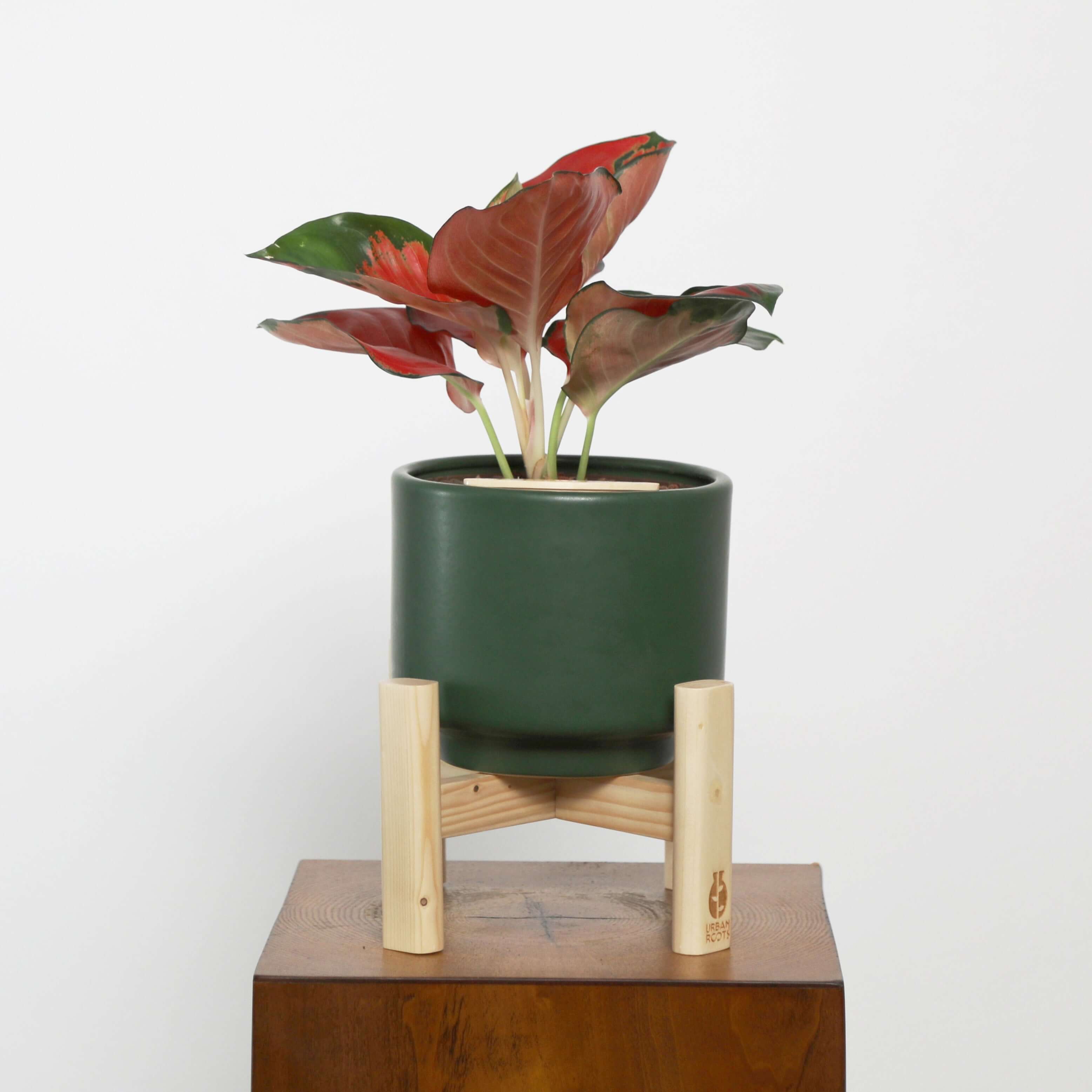 Aglaonema in Haku pot