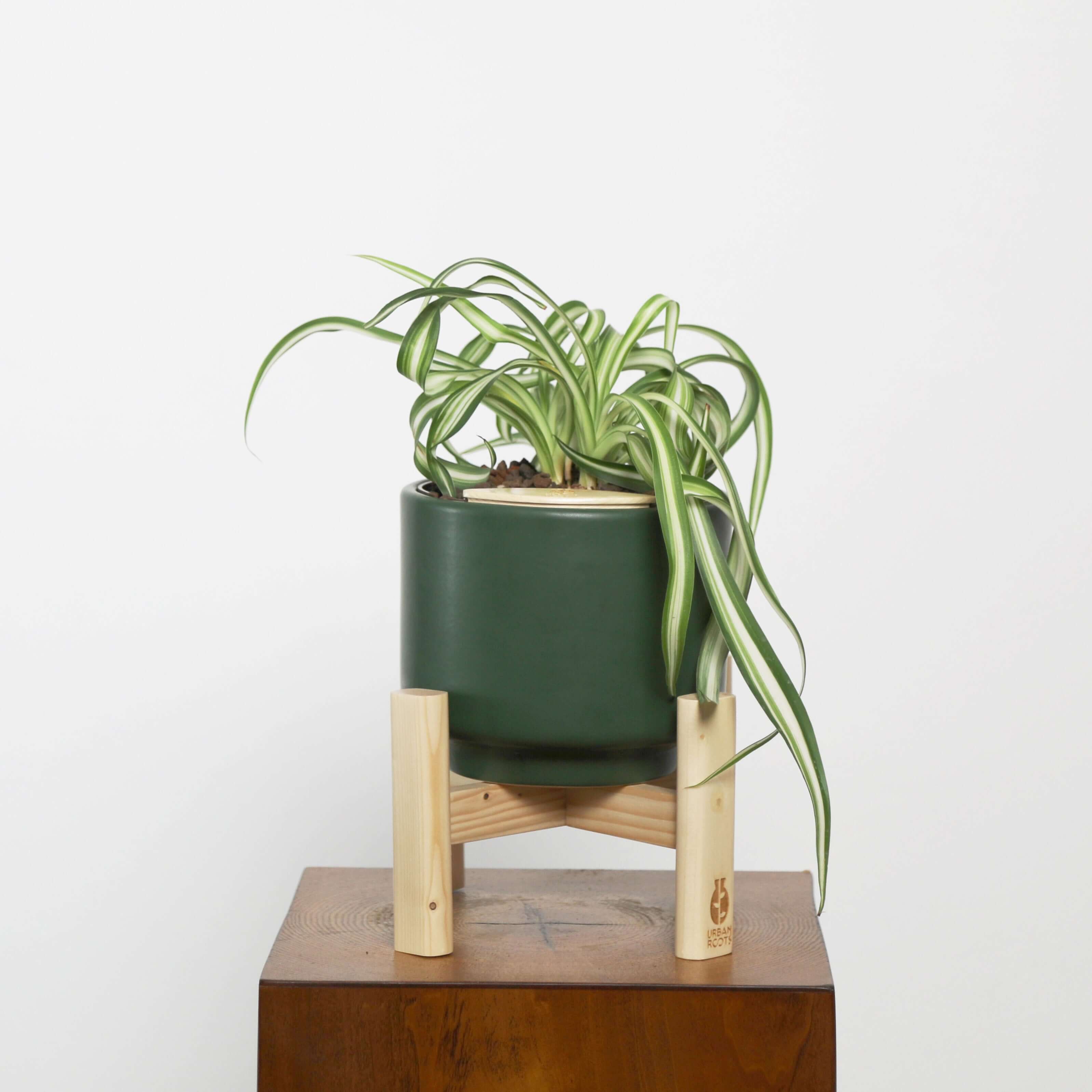 spider plant pot Bonnie Spider Plant (Chlorophytum comosum) in Haku Self-Watering Pot