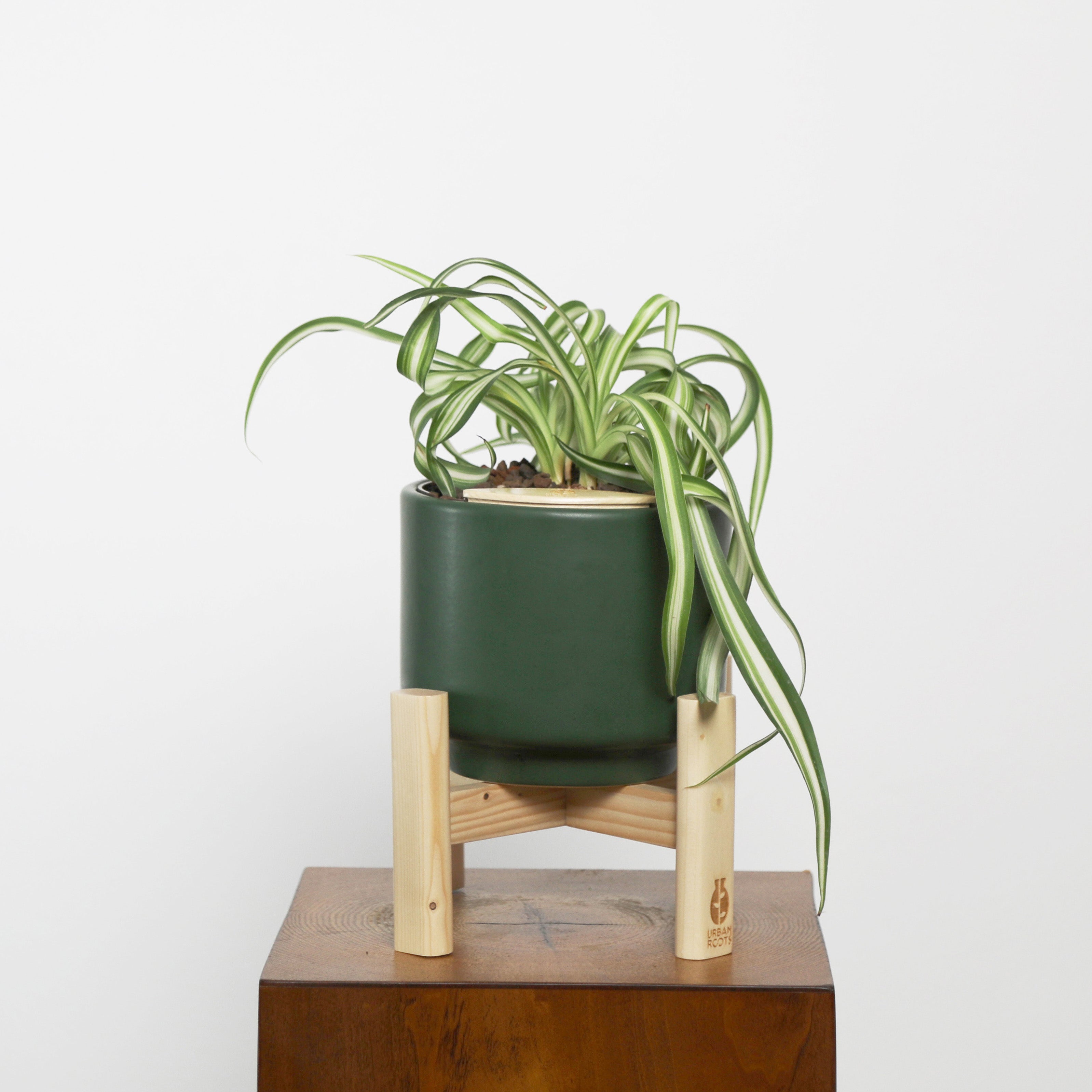 Bonnie Spider Plant in Haku pot (Chlorophytum comosum)