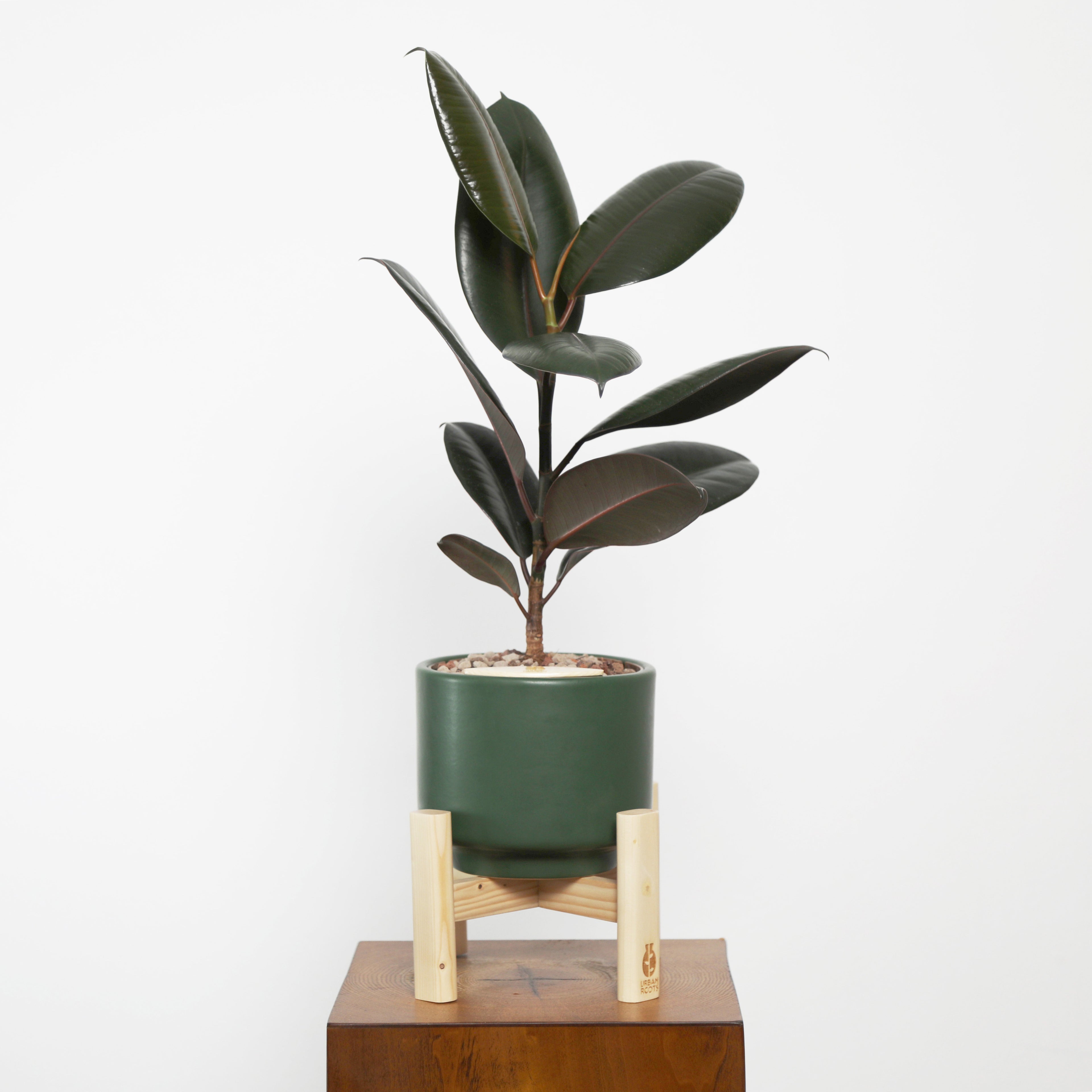 Rubber Fig in Haku pot (Ficus Elastica)
