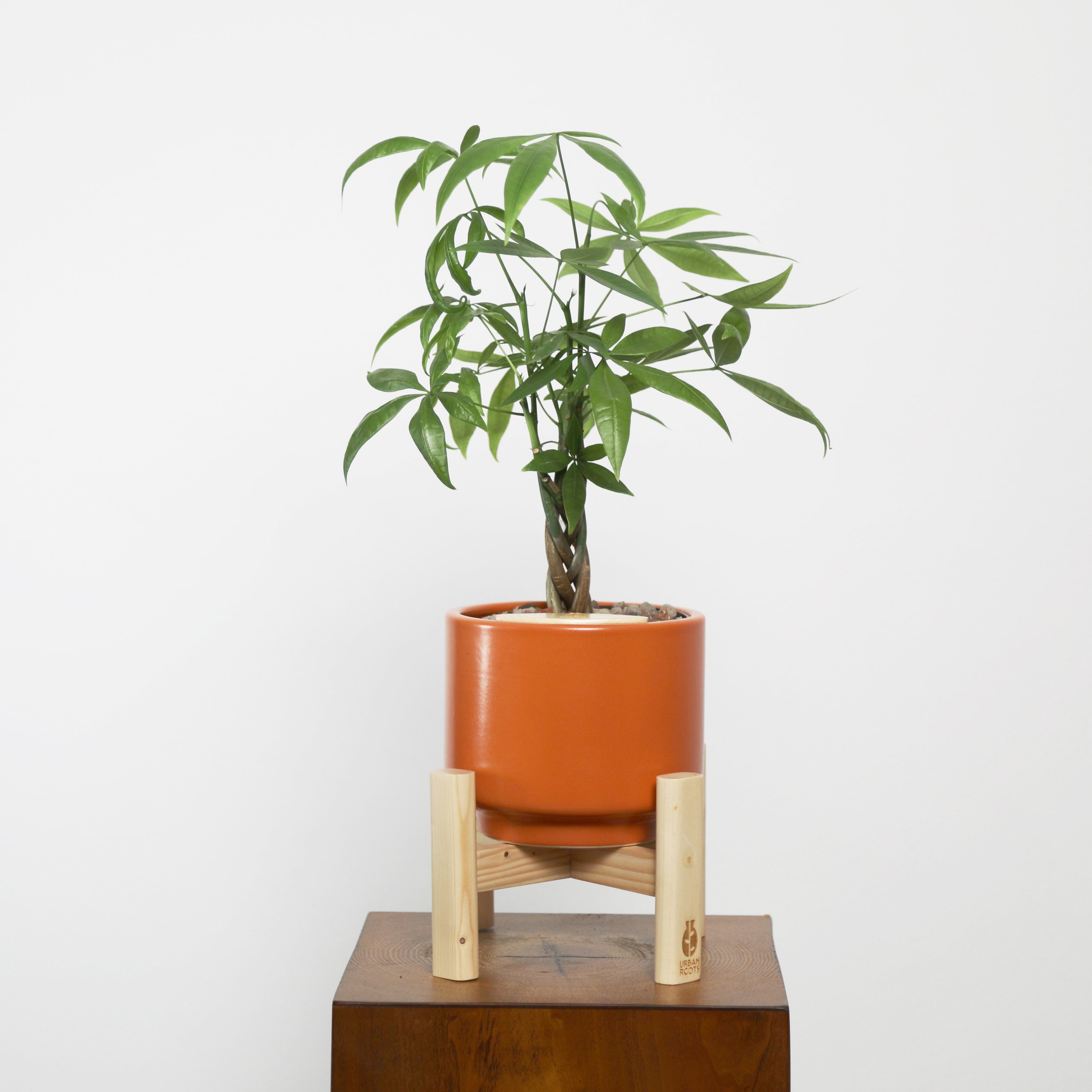 Money Tree in Haku pot (Pachira Aquatica)