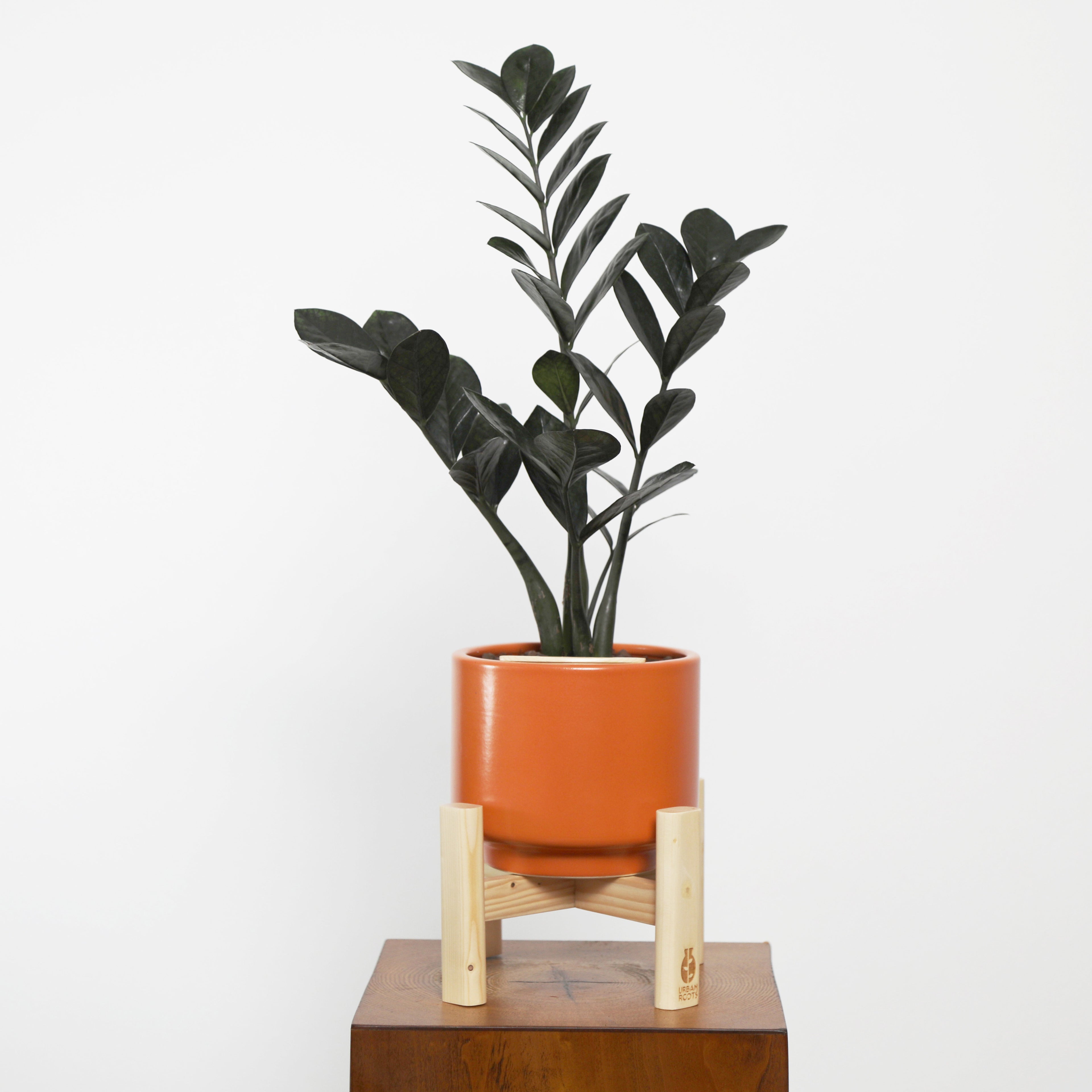 ZZ Plant in Haku pot