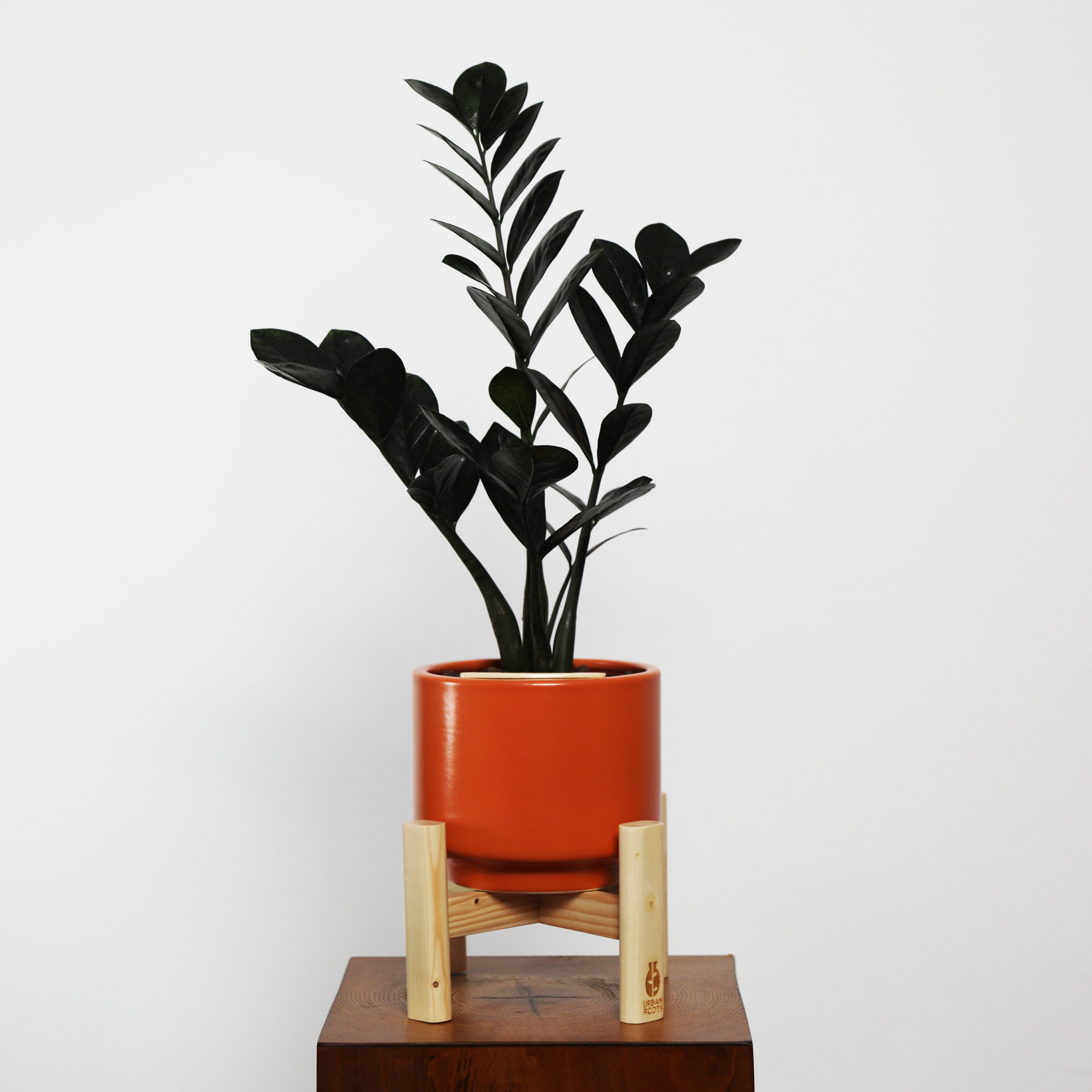 ZZ Plant in Haku pot