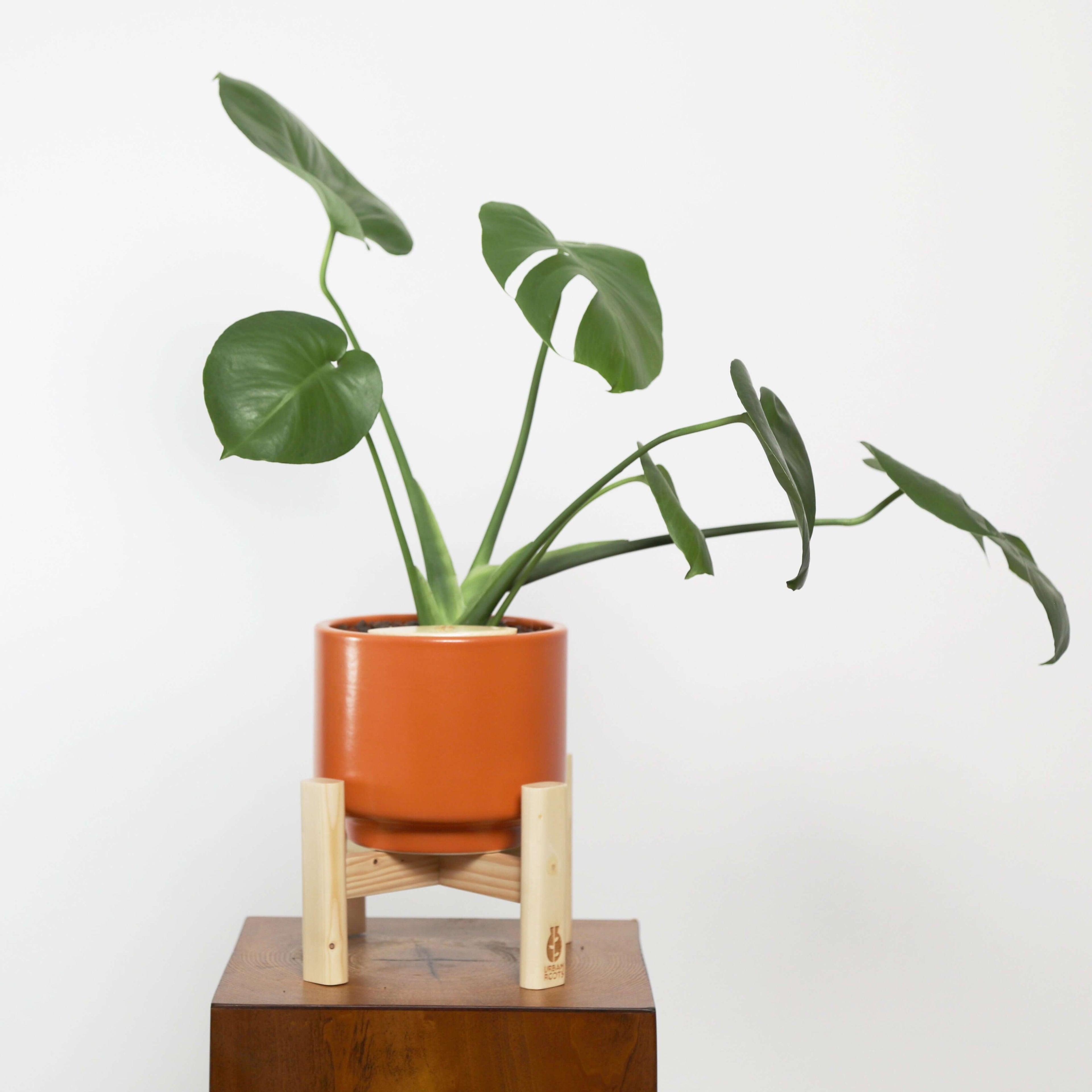 monstera self watering pot Monstera (Monstera deliciosa) in Haku Self-Watering Pot