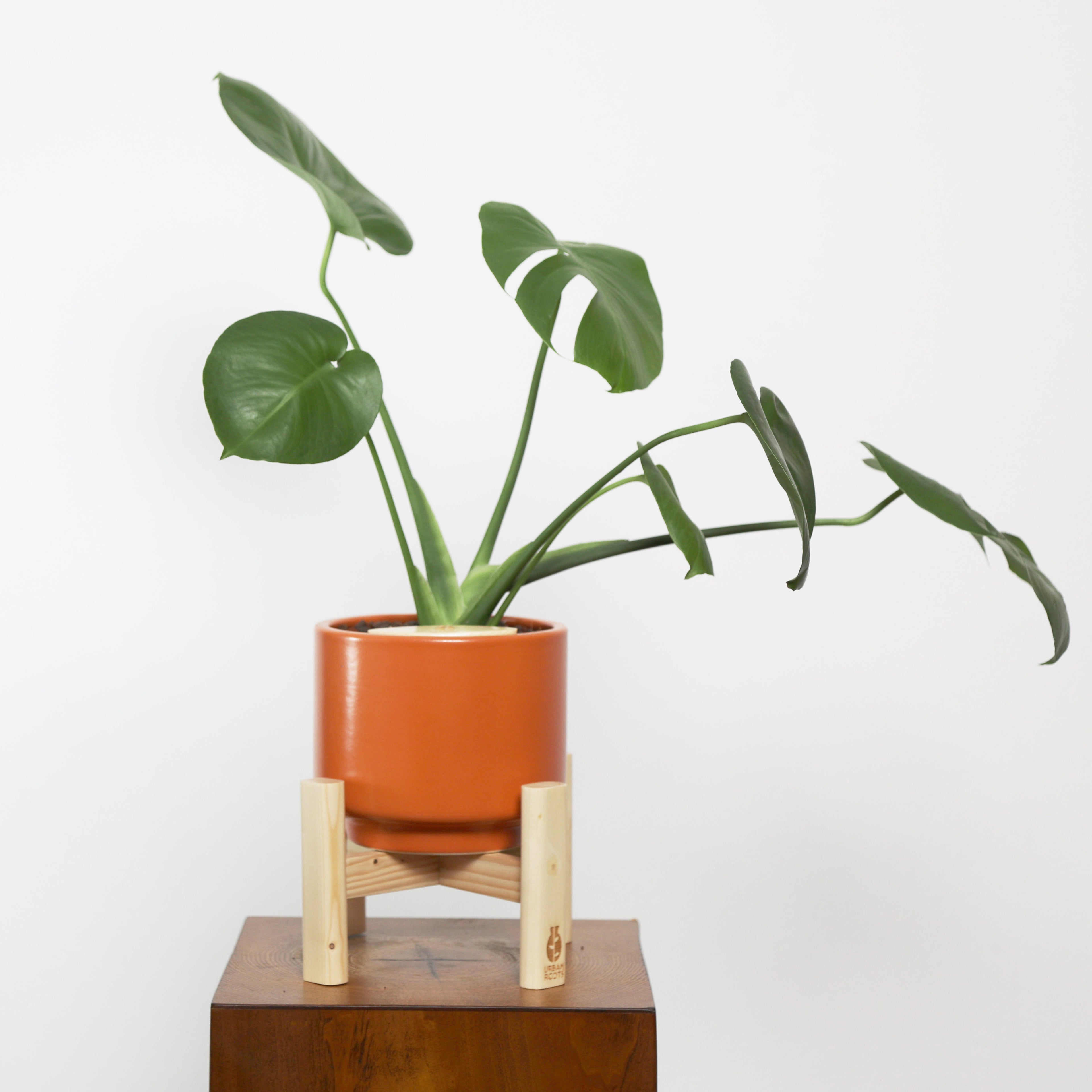 Baby Monstera Plant in Haku pot