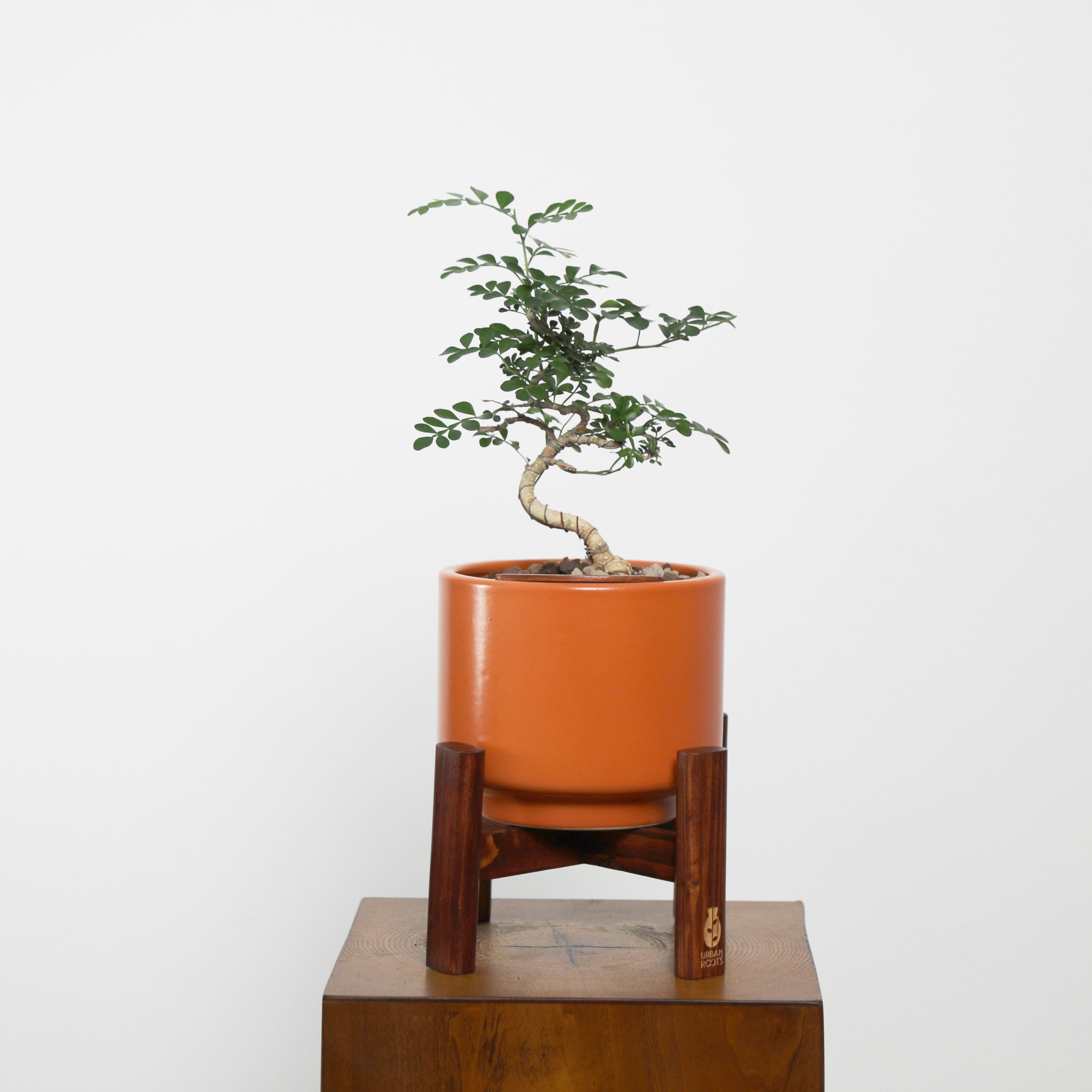 Bonsai in Haku pot (Feroniea Lucida Bonsai)