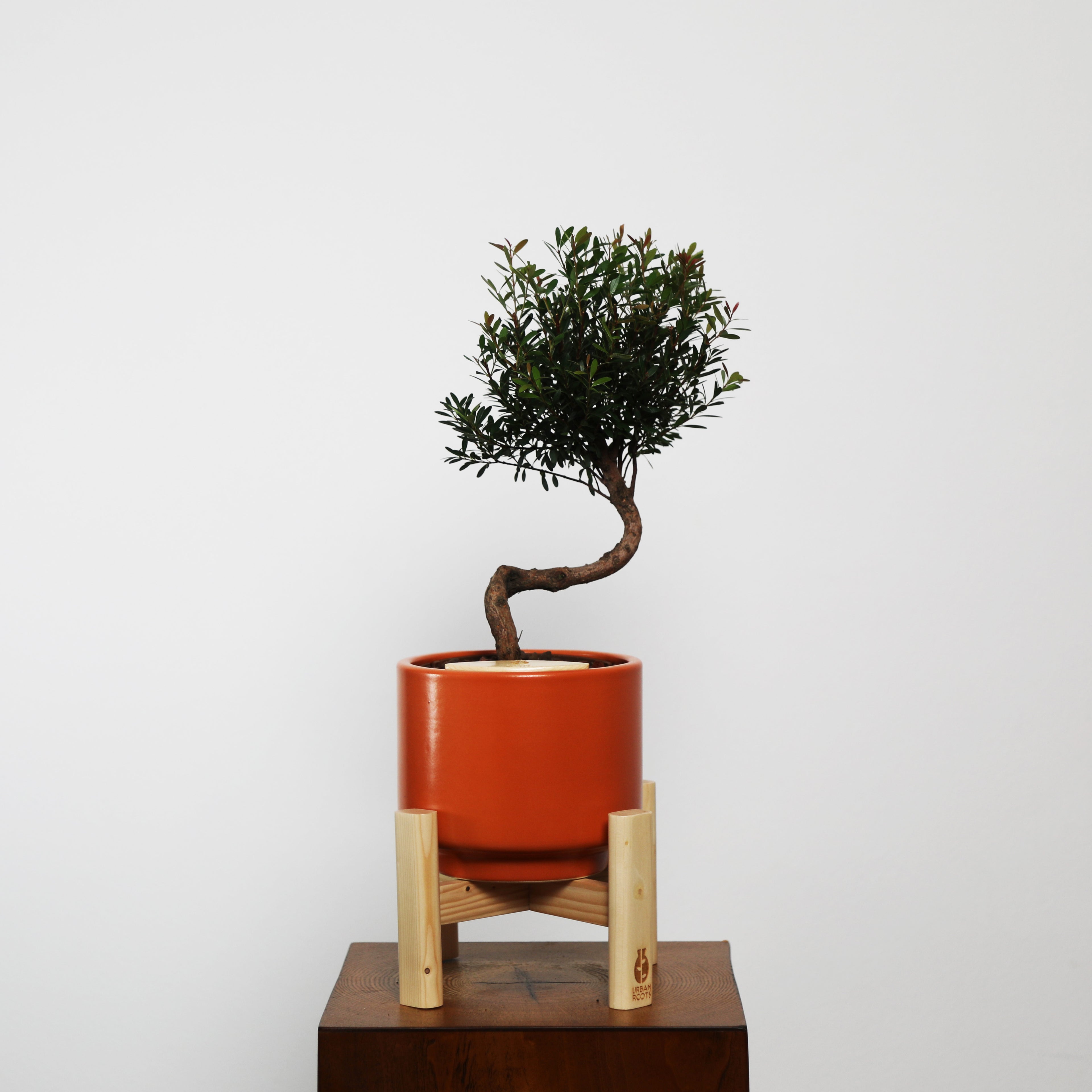 Bonsai in Haku pot (Syzygium buxifolium)