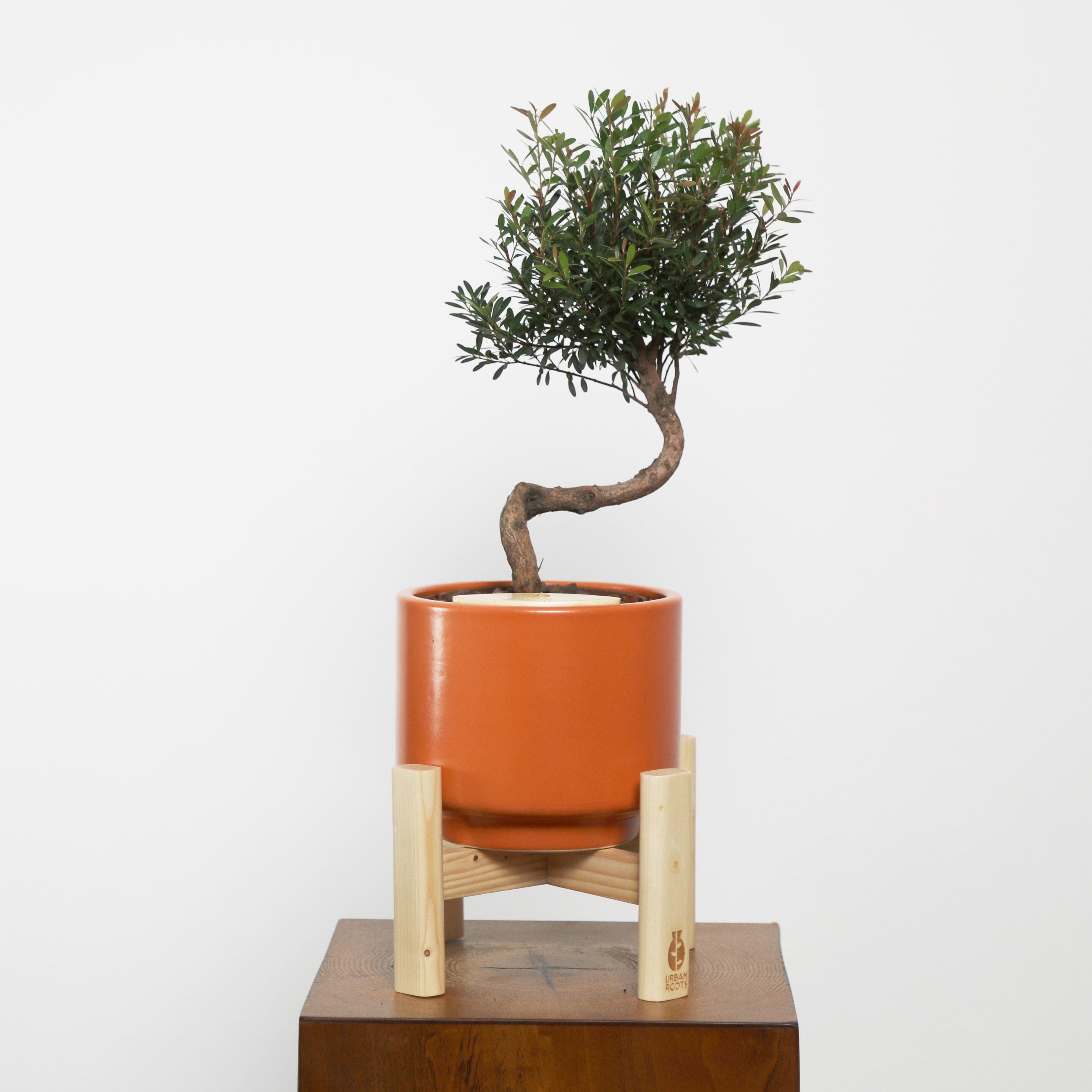 Bonsai in Haku pot (Syzygium buxifolium)