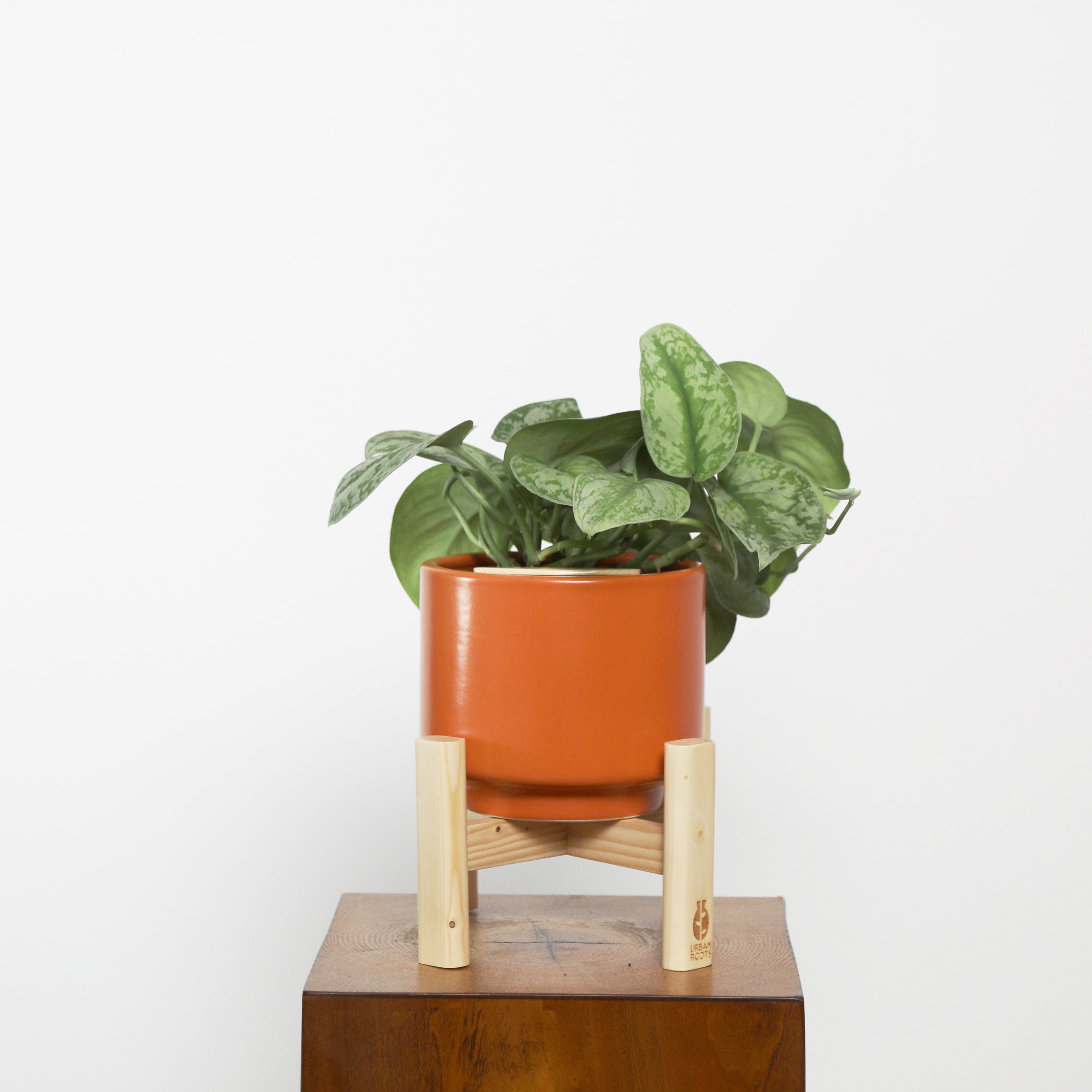 Satin Pothos in Haku pot (Scindapsus Pictus)