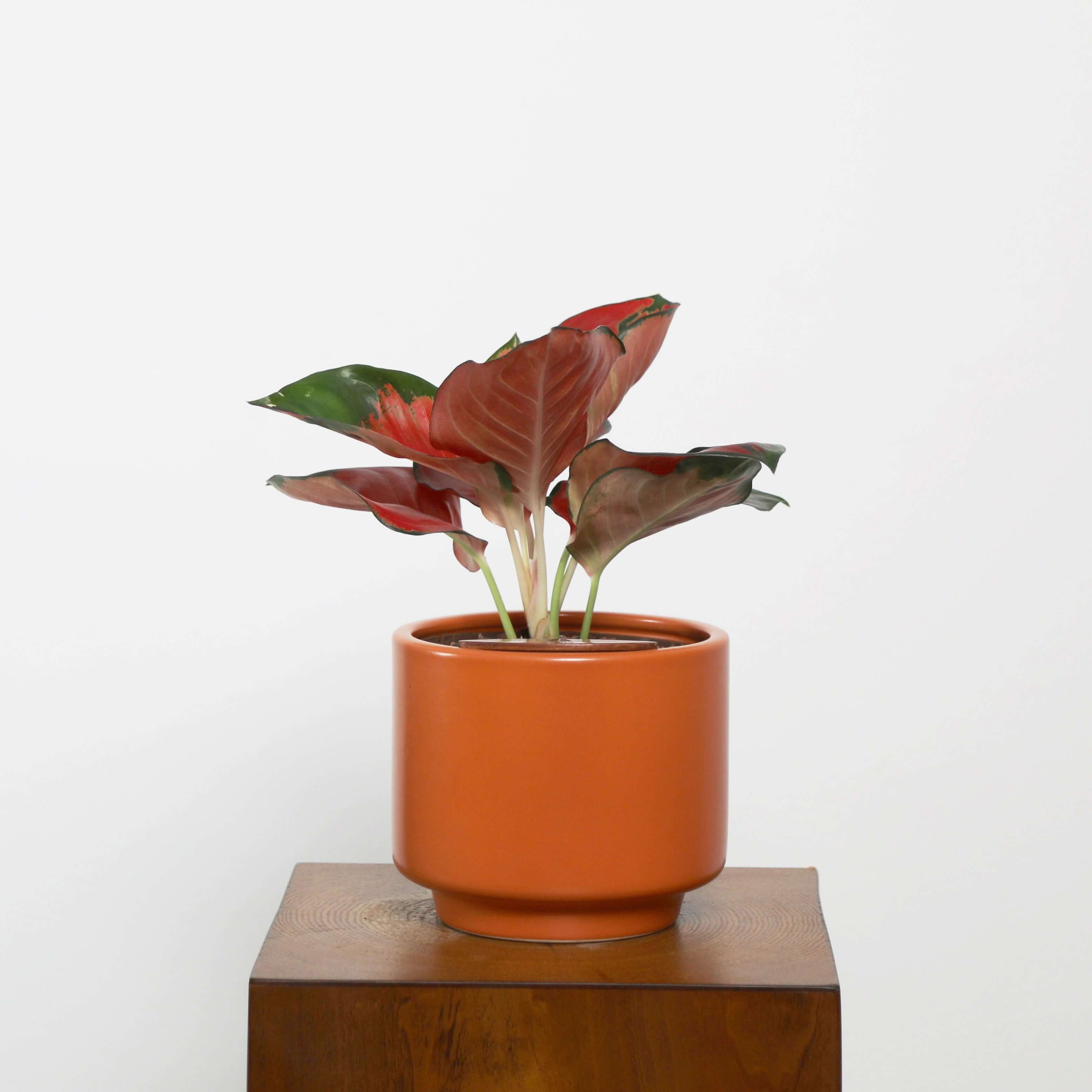 Aglaonema in Haku pot