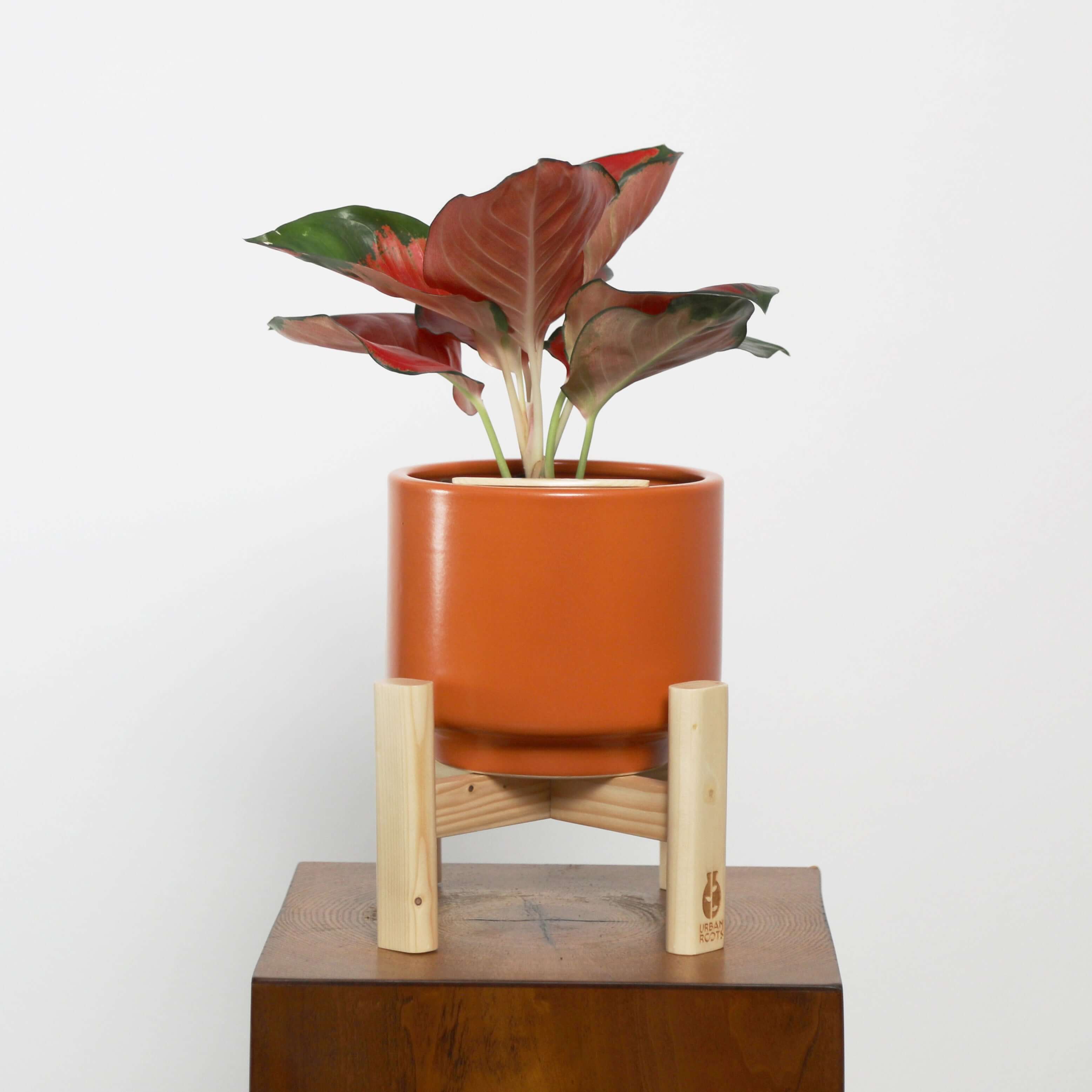 Aglaonema in Haku pot