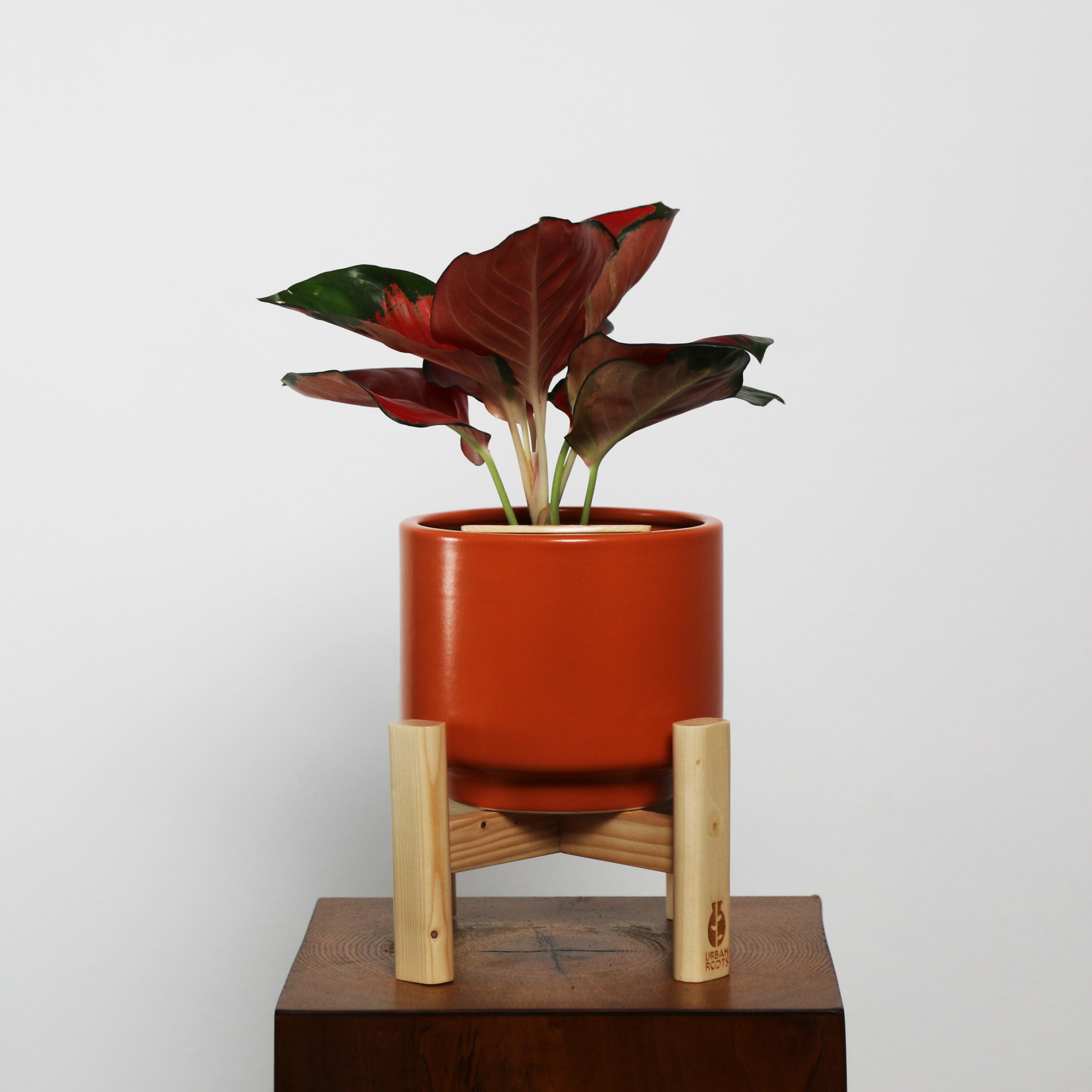 Aglaonema in Haku pot