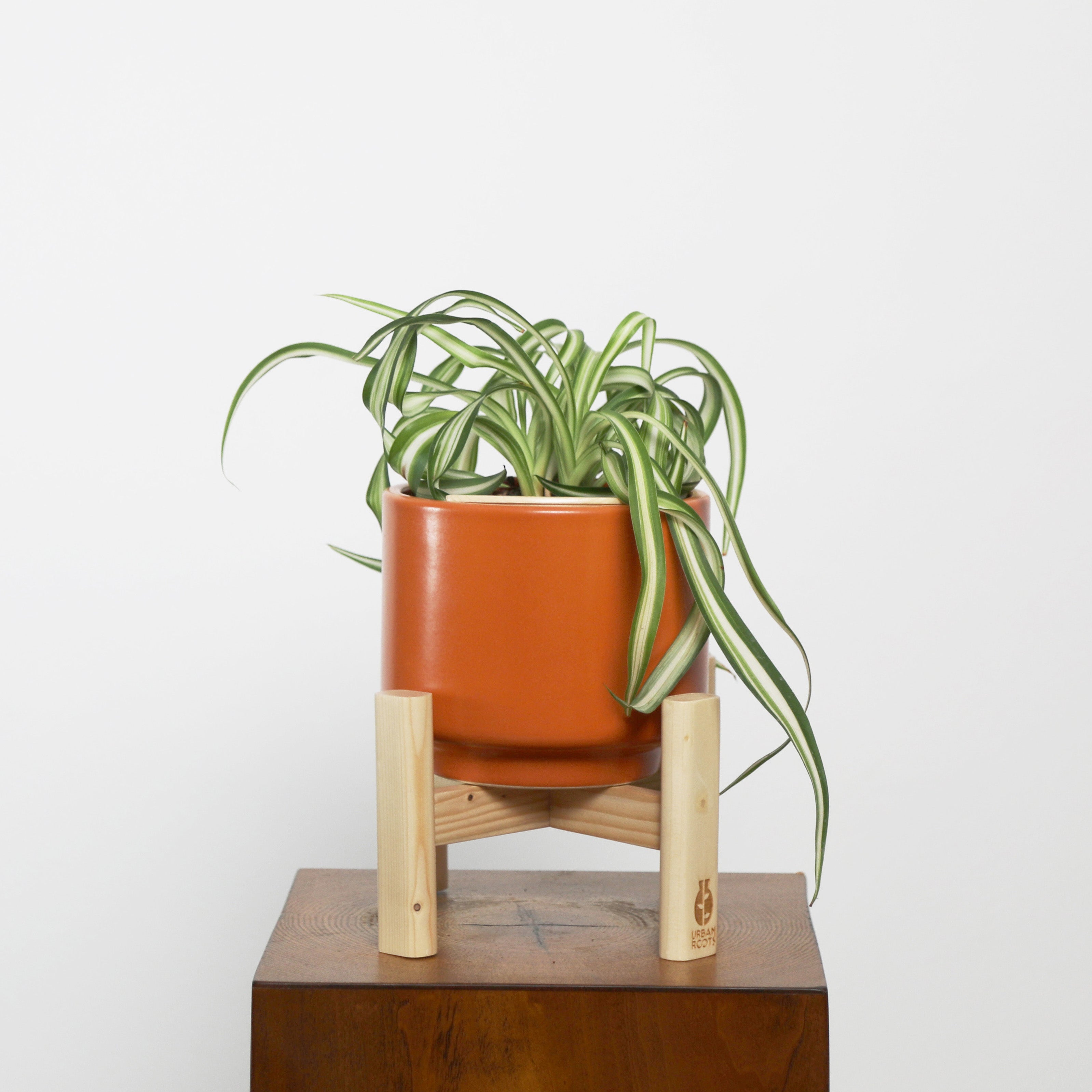 Bonnie Spider Plant in Haku pot (Chlorophytum comosum)