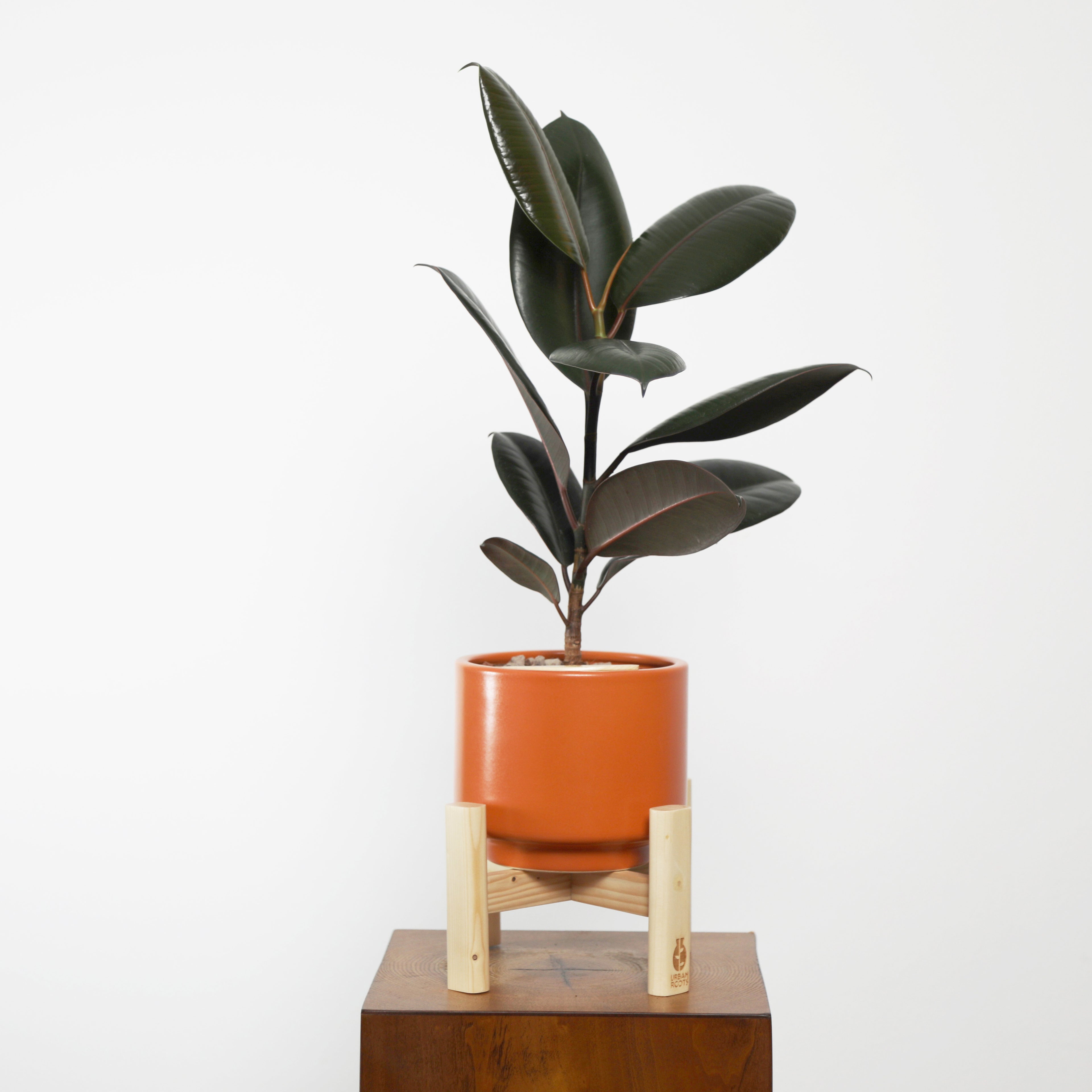 Rubber Fig in Haku pot (Ficus Elastica)