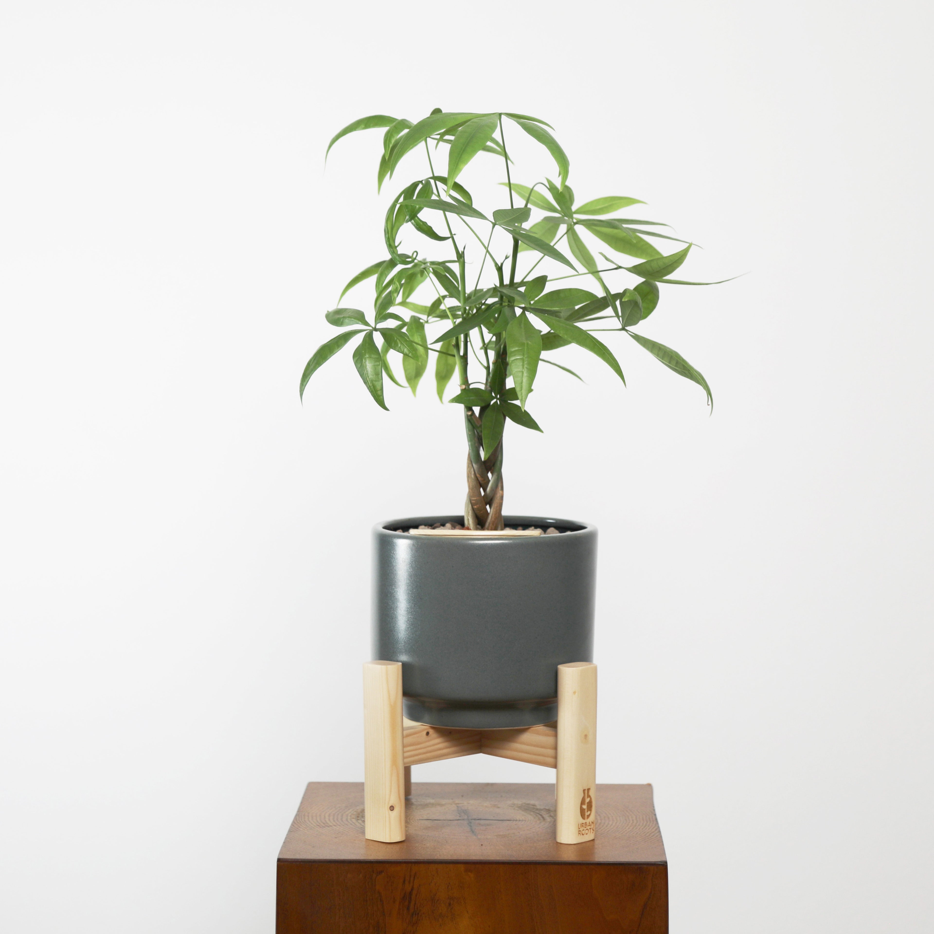 Money Tree in Haku pot (Pachira Aquatica)