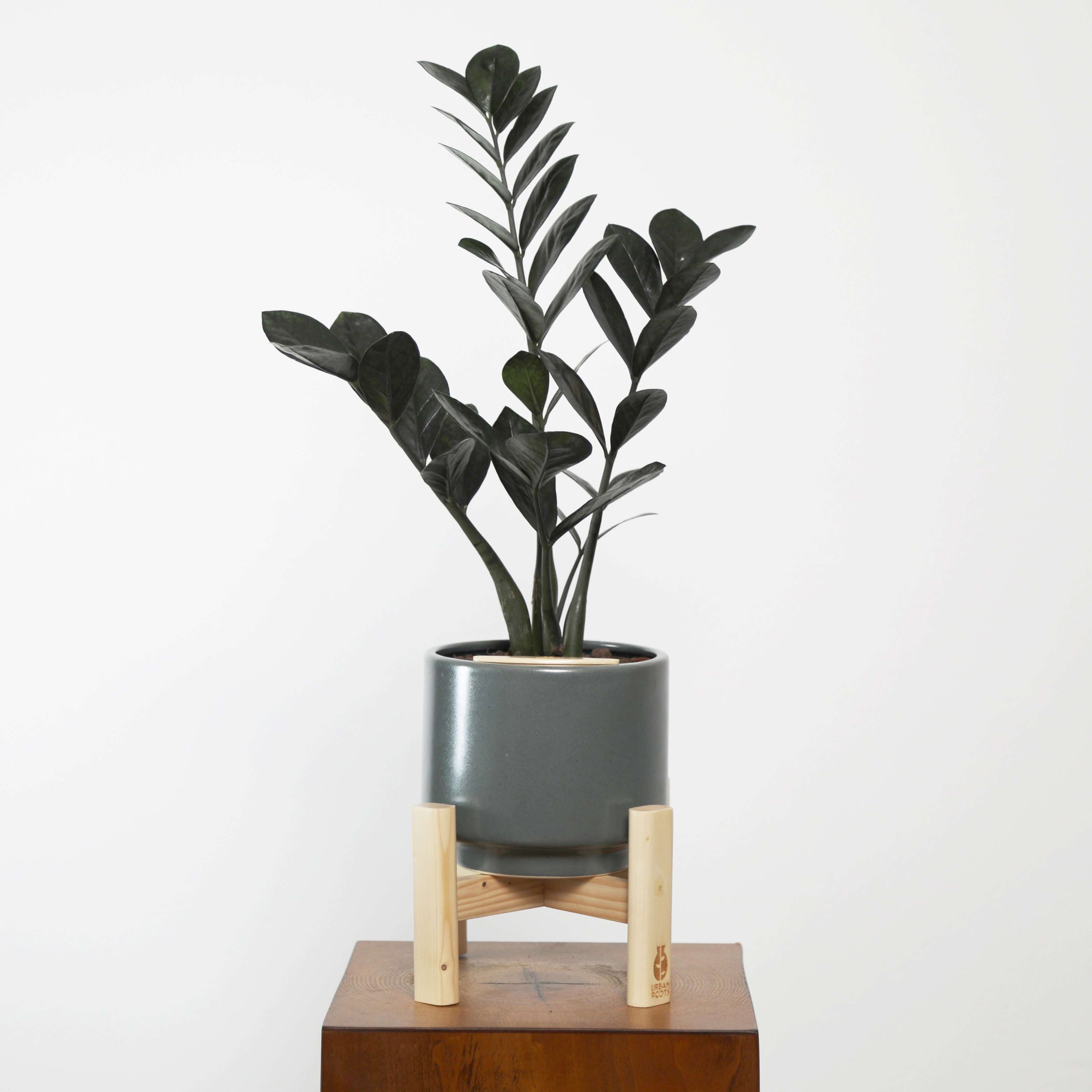 watering zz plant ZZ Plant (Zamioculcas zamiifolia) in Haku Self-Watering Pot