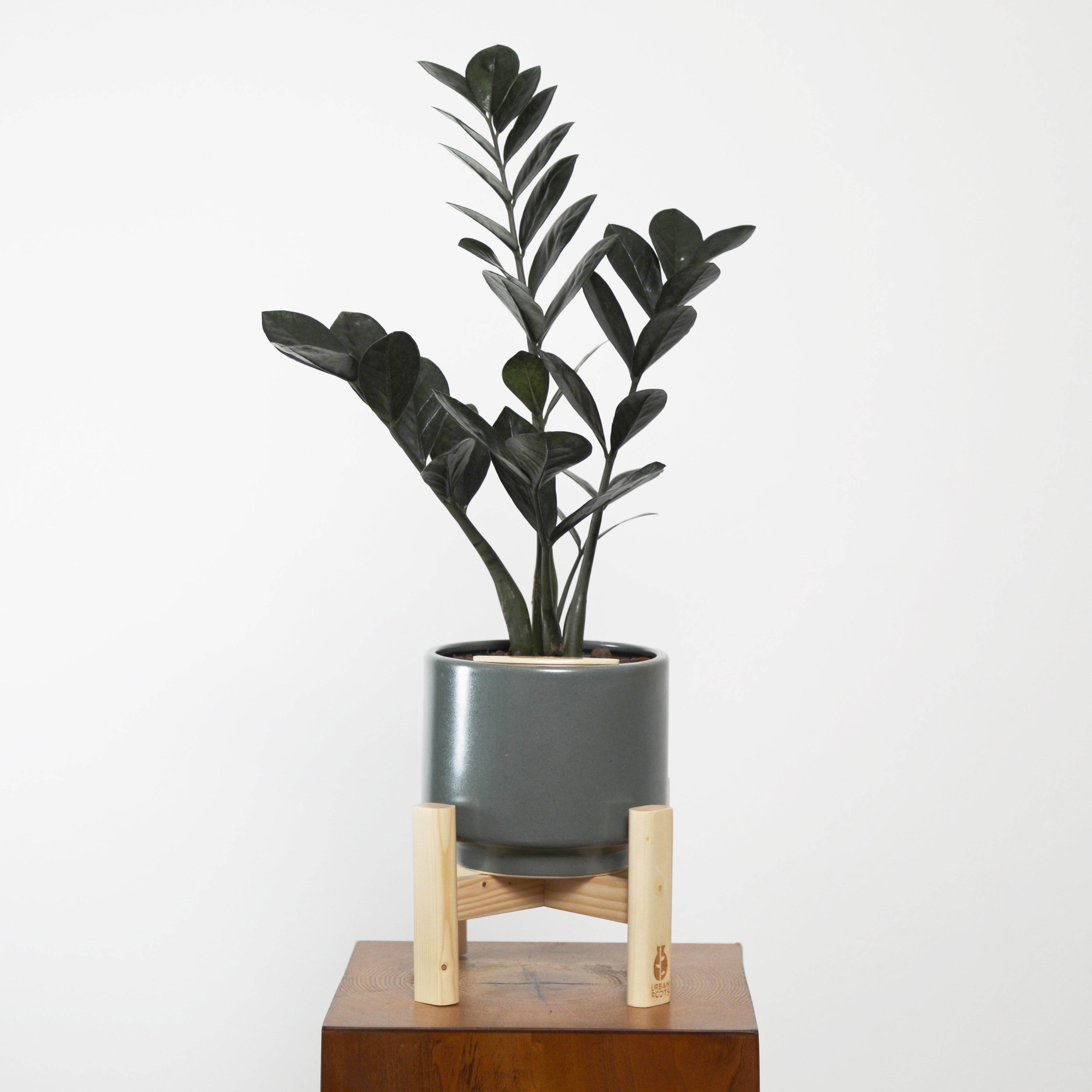 ZZ Plant in Haku pot