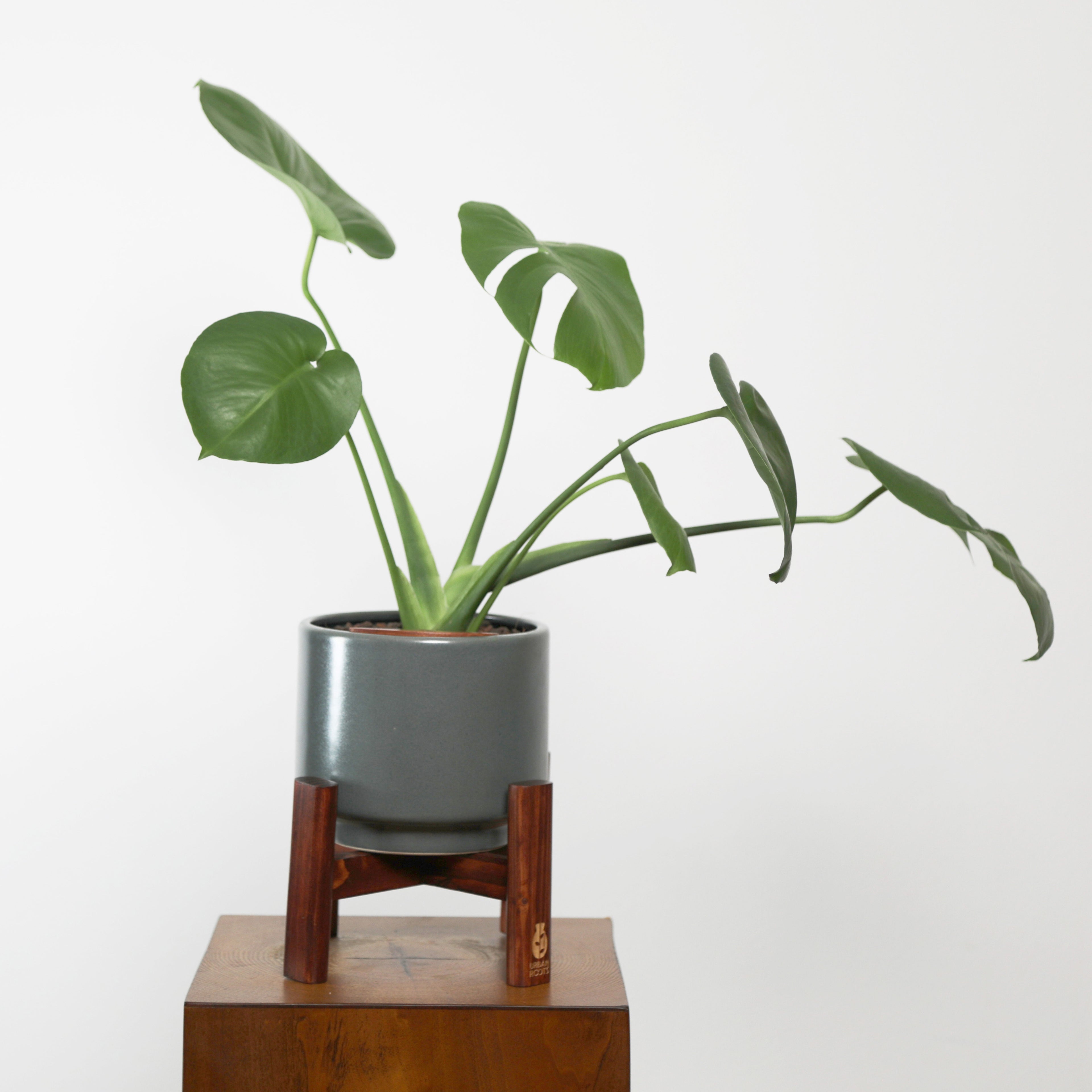 Baby Monstera Plant in Haku pot