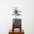 Bonsai in Haku pot (Feroniella Lucida Bonsai)