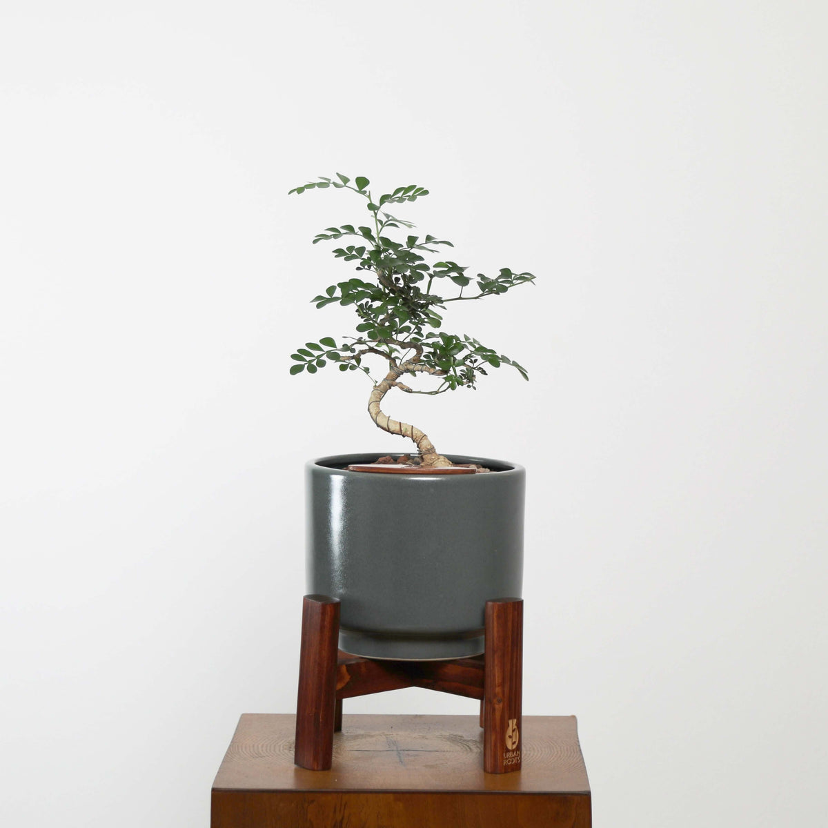 Feroniea Lucida Bonsai in Haku Self-Watering Pot