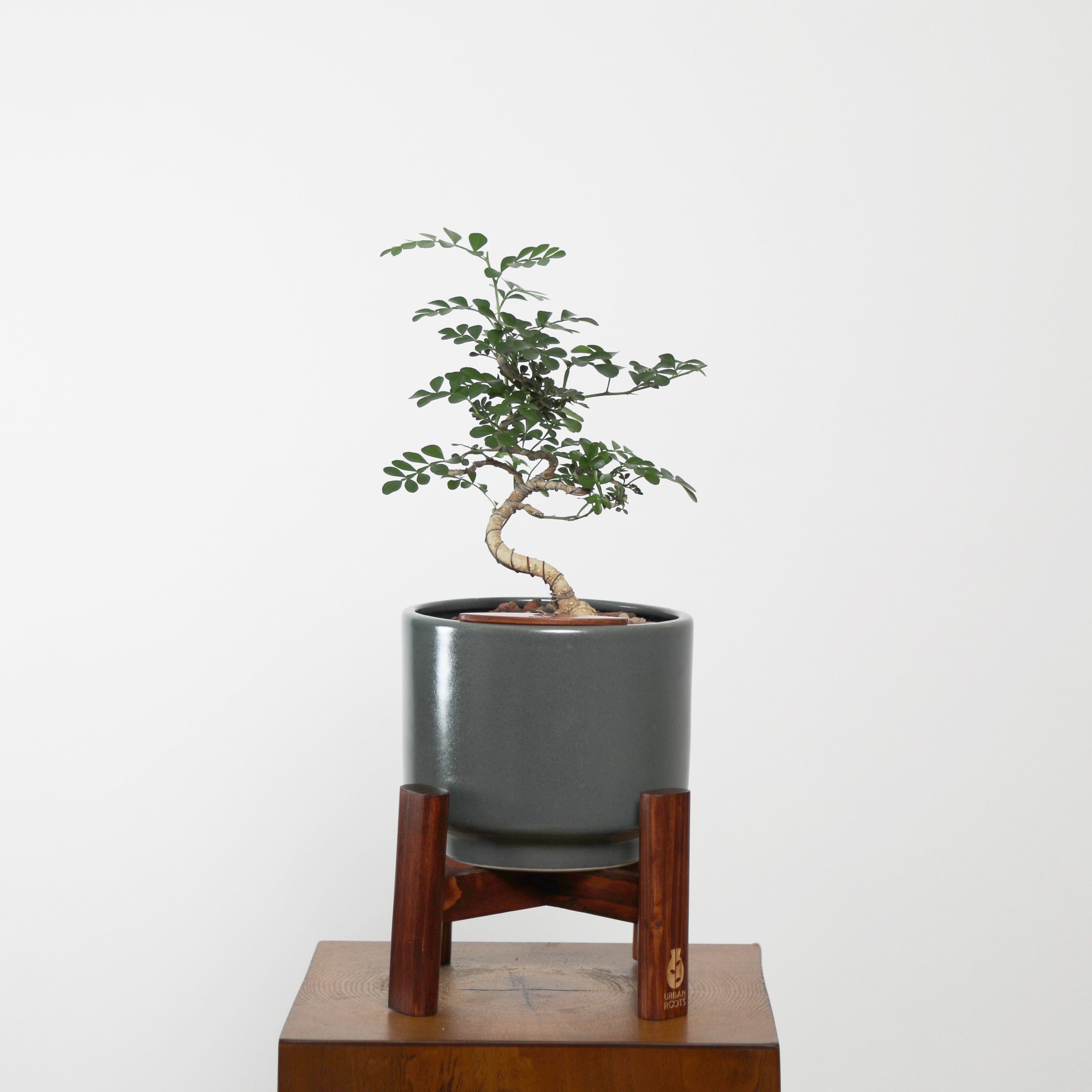 Bonsai in Haku pot (Feroniea Lucida Bonsai)