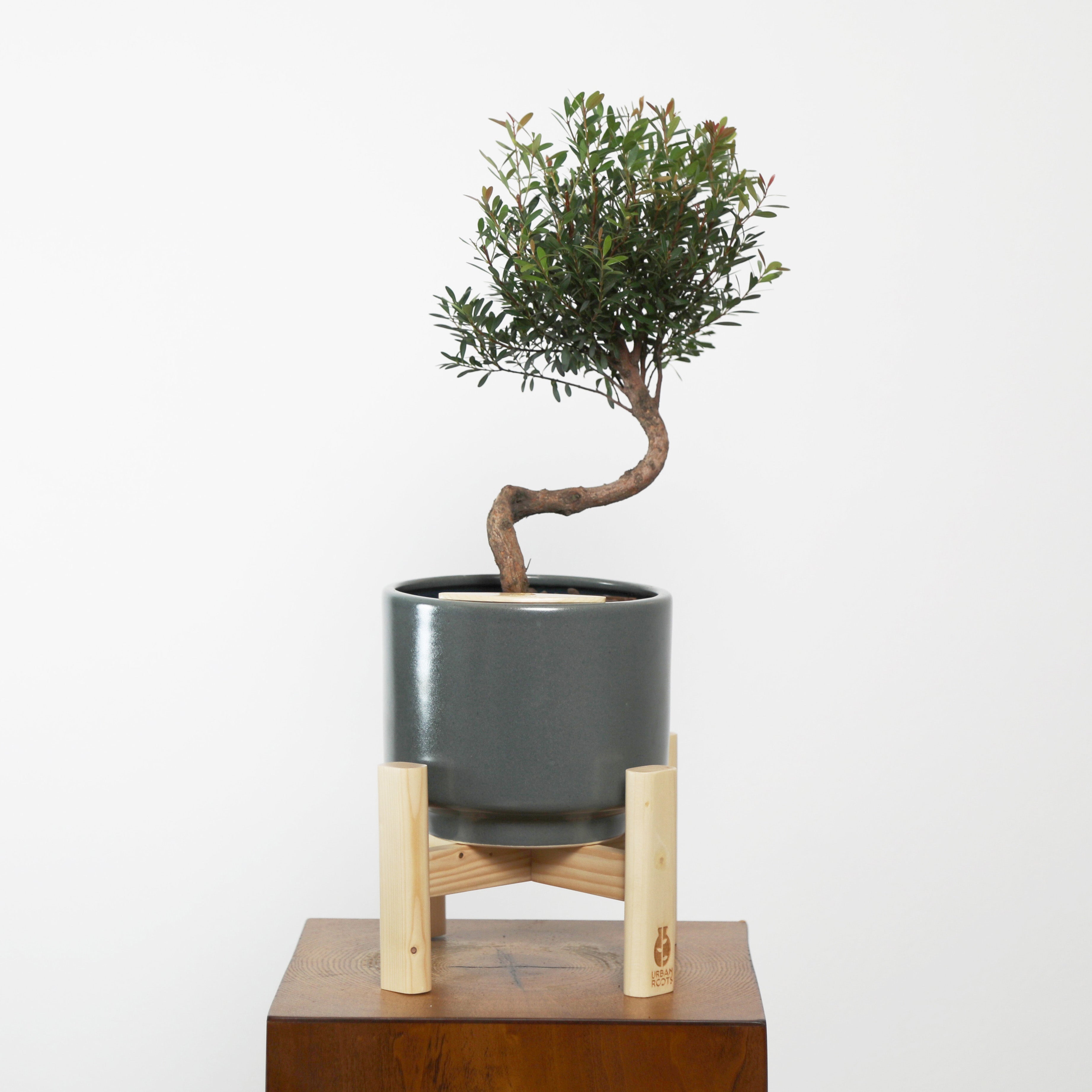 Bonsai in Haku pot (Syzygium buxifolium)