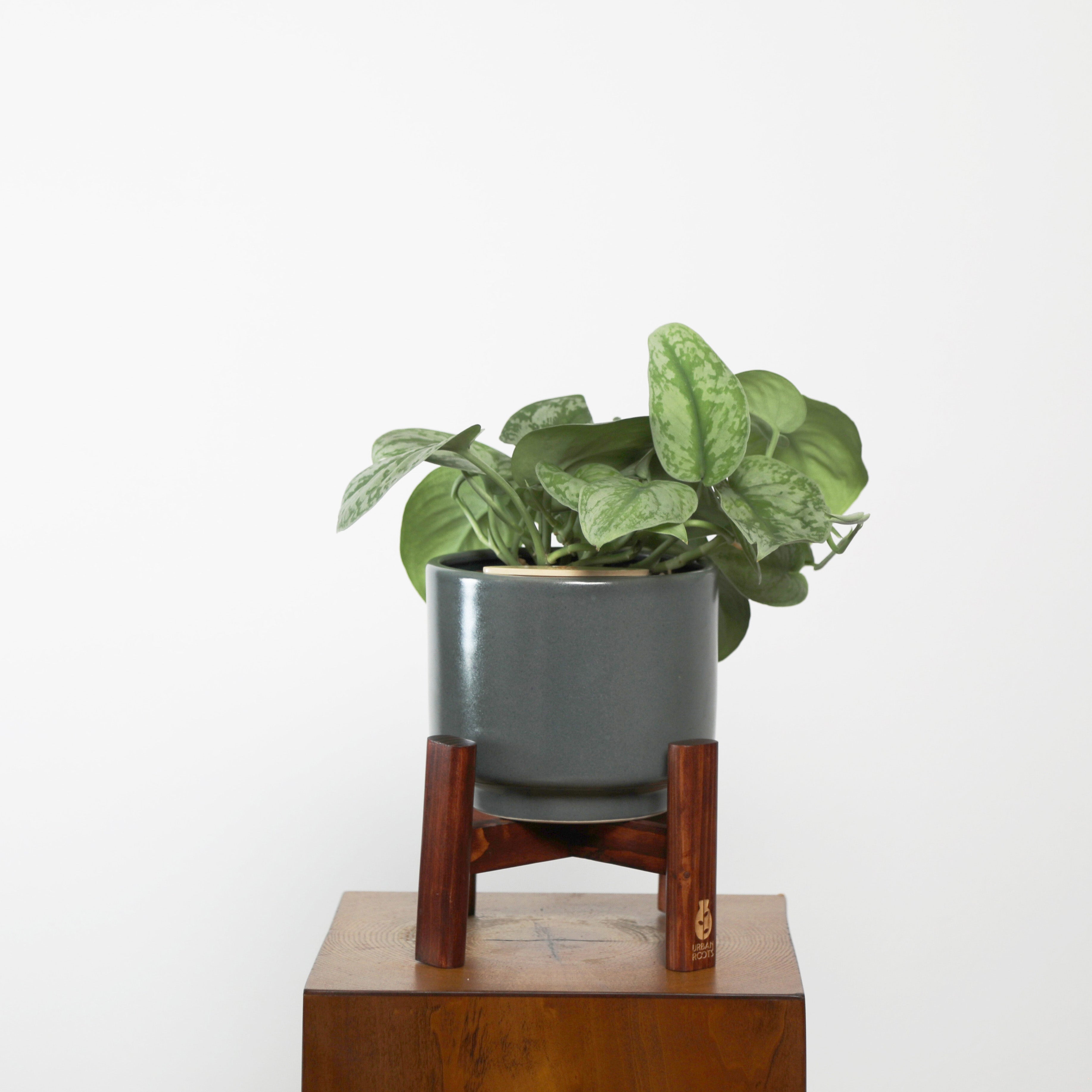 Satin Pothos in Haku pot (Scindapsus Pictus)