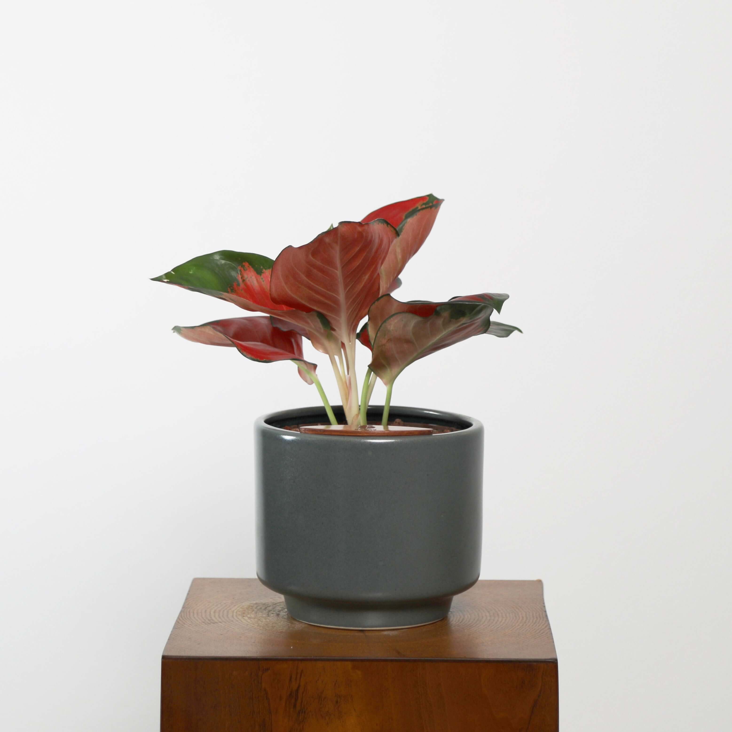 Aglaonema in Haku pot