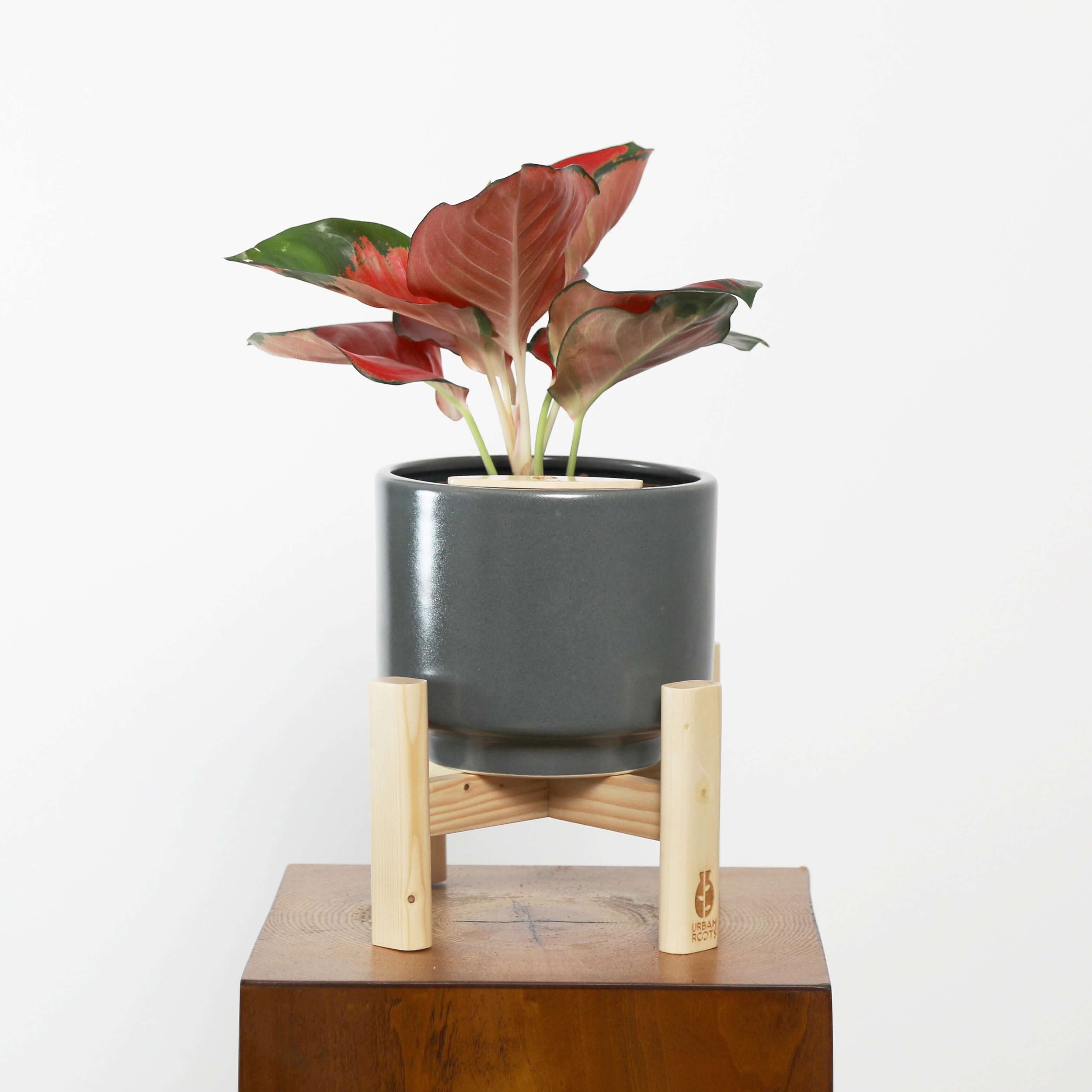 Aglaonema in Haku pot