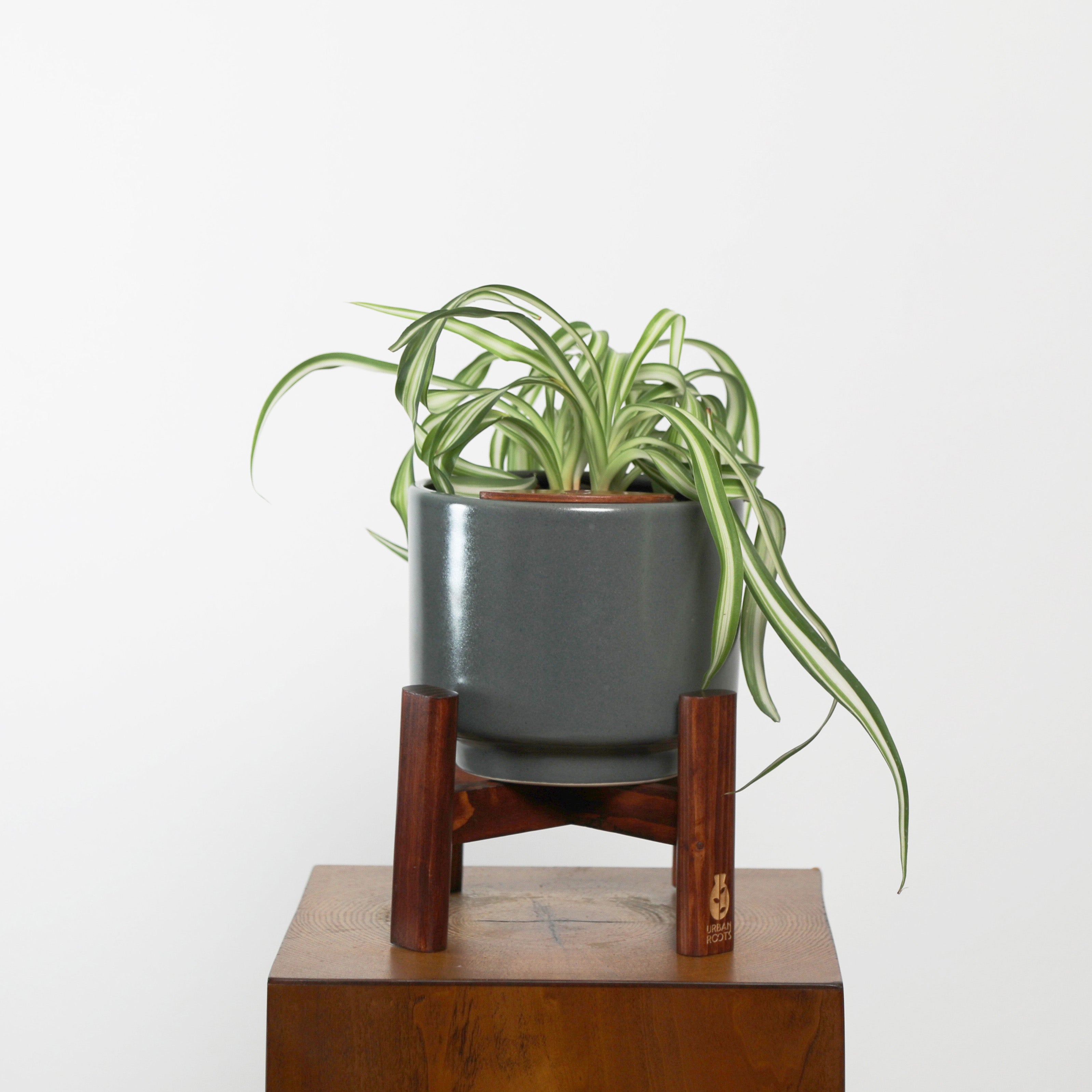 Bonnie Spider Plant in Haku pot (Chlorophytum comosum)