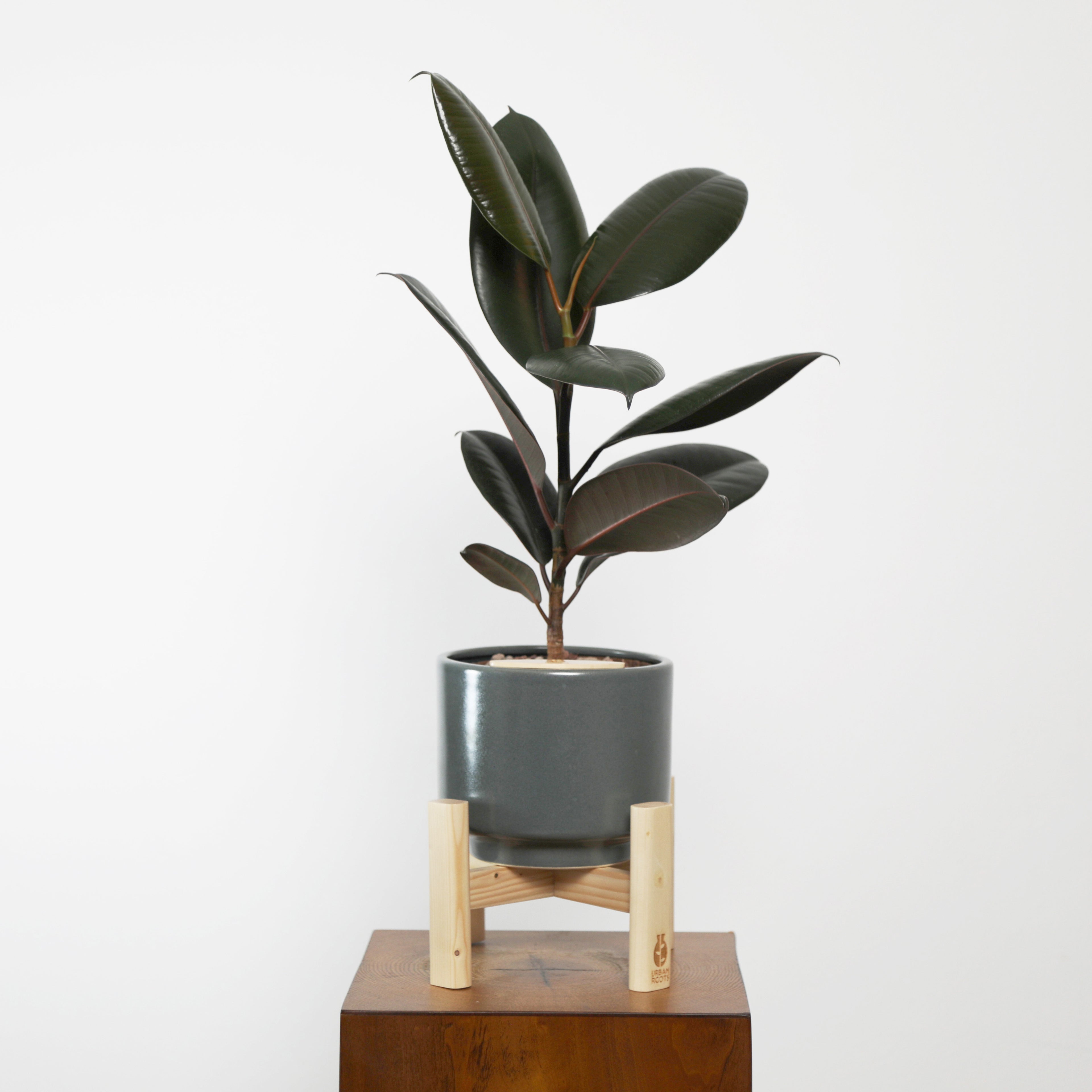 Rubber Fig in Haku pot (Ficus Elastica)