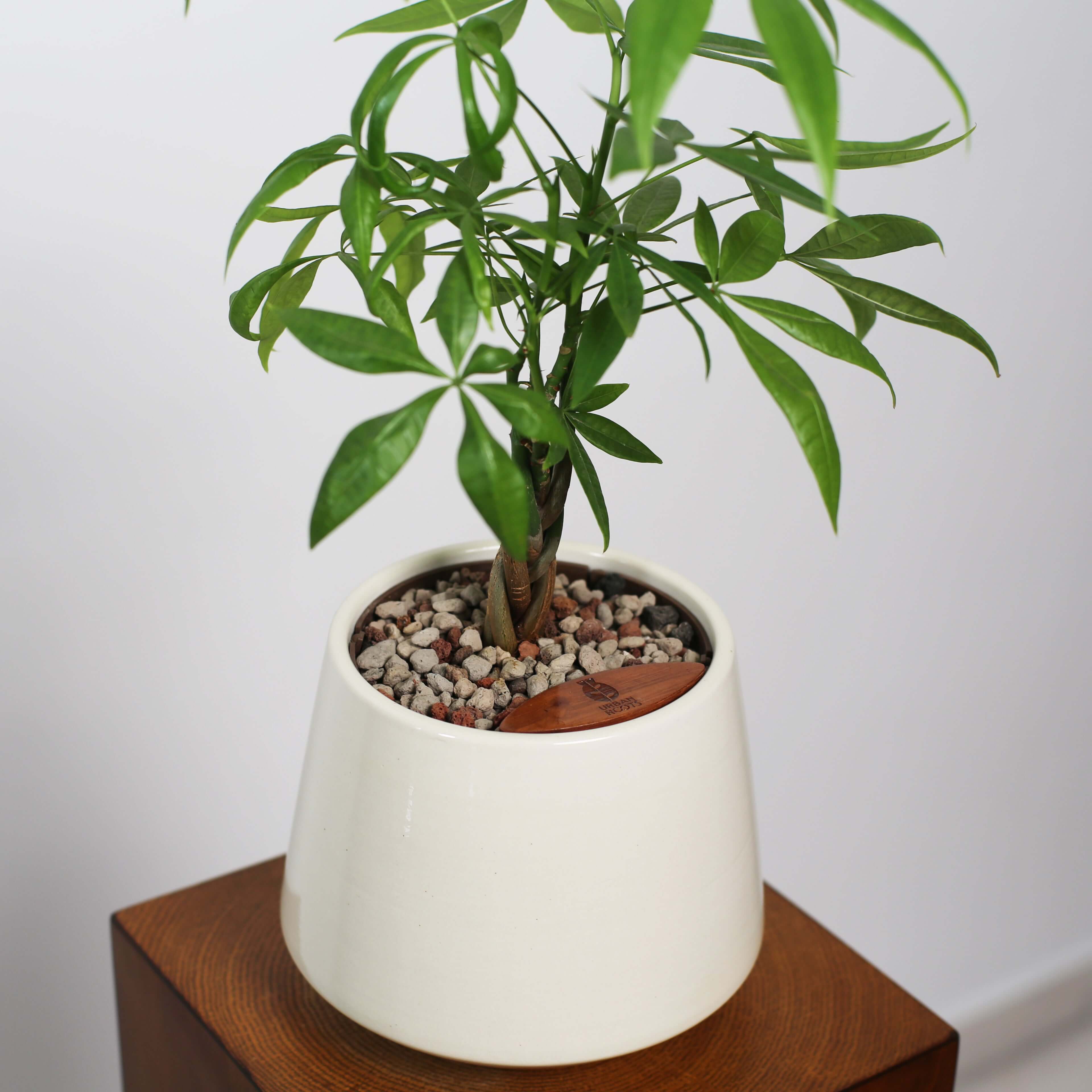 Money Tree in Toto pot (Pachira Aquatica)