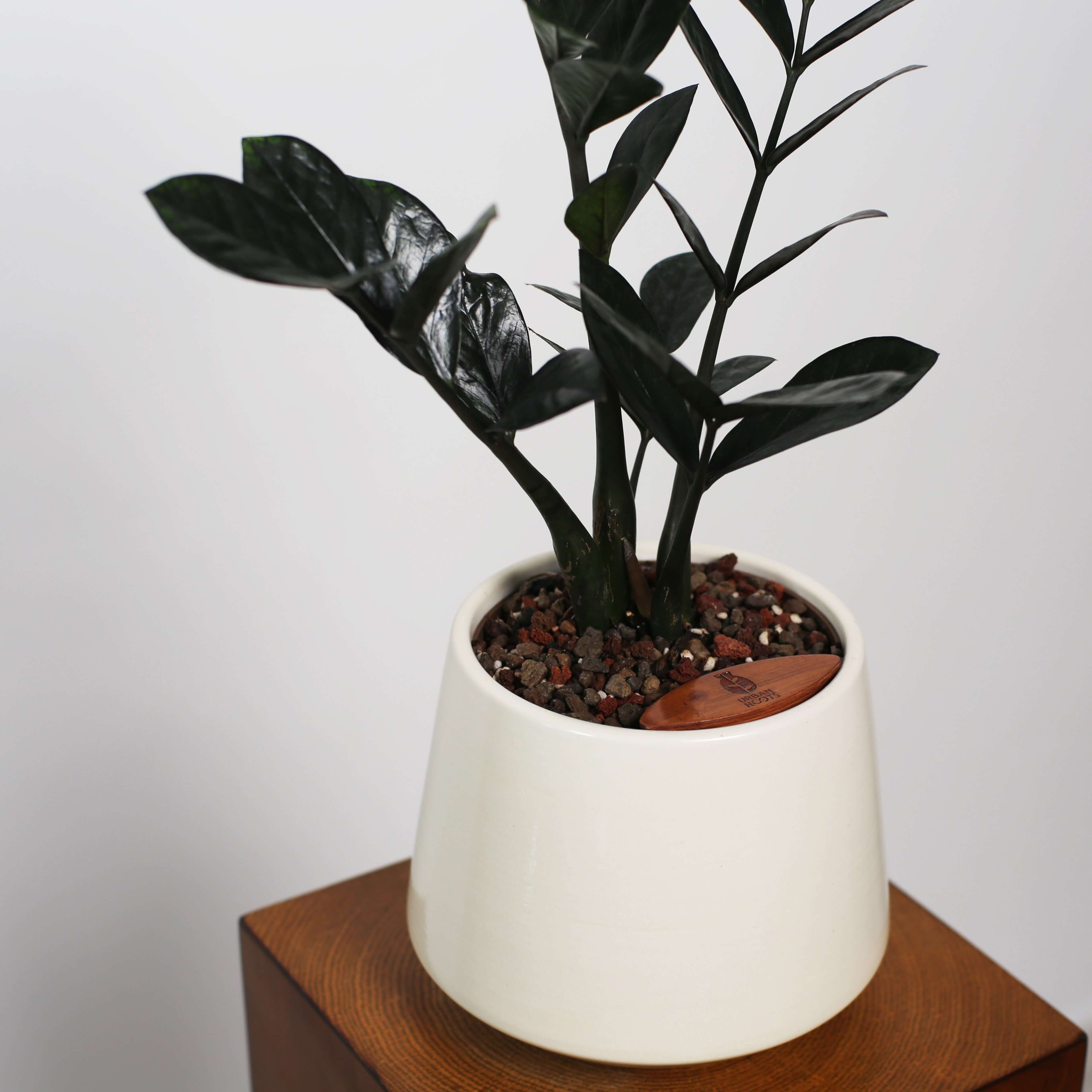 ZZ Plant in Toto pot