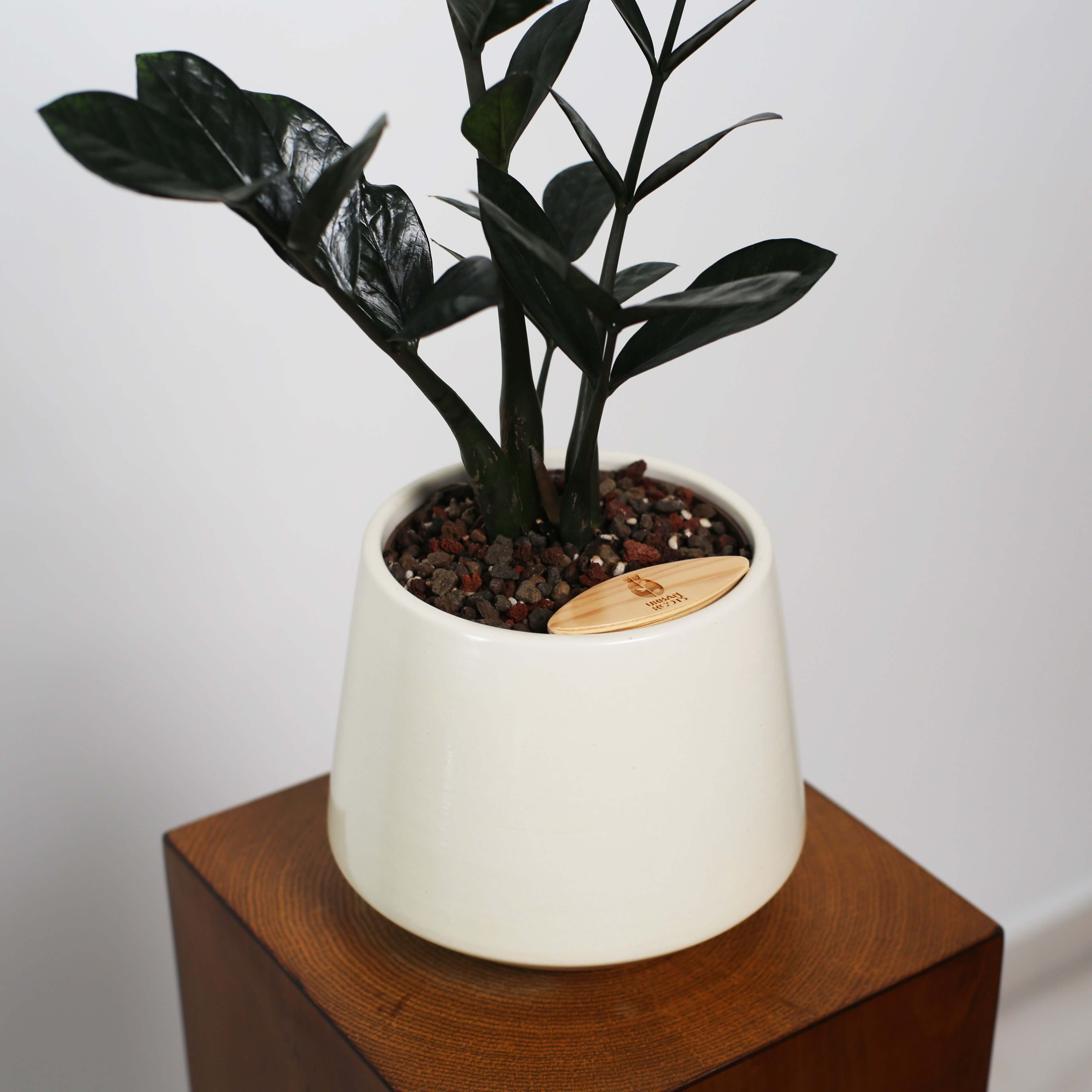ZZ Plant in Toto pot