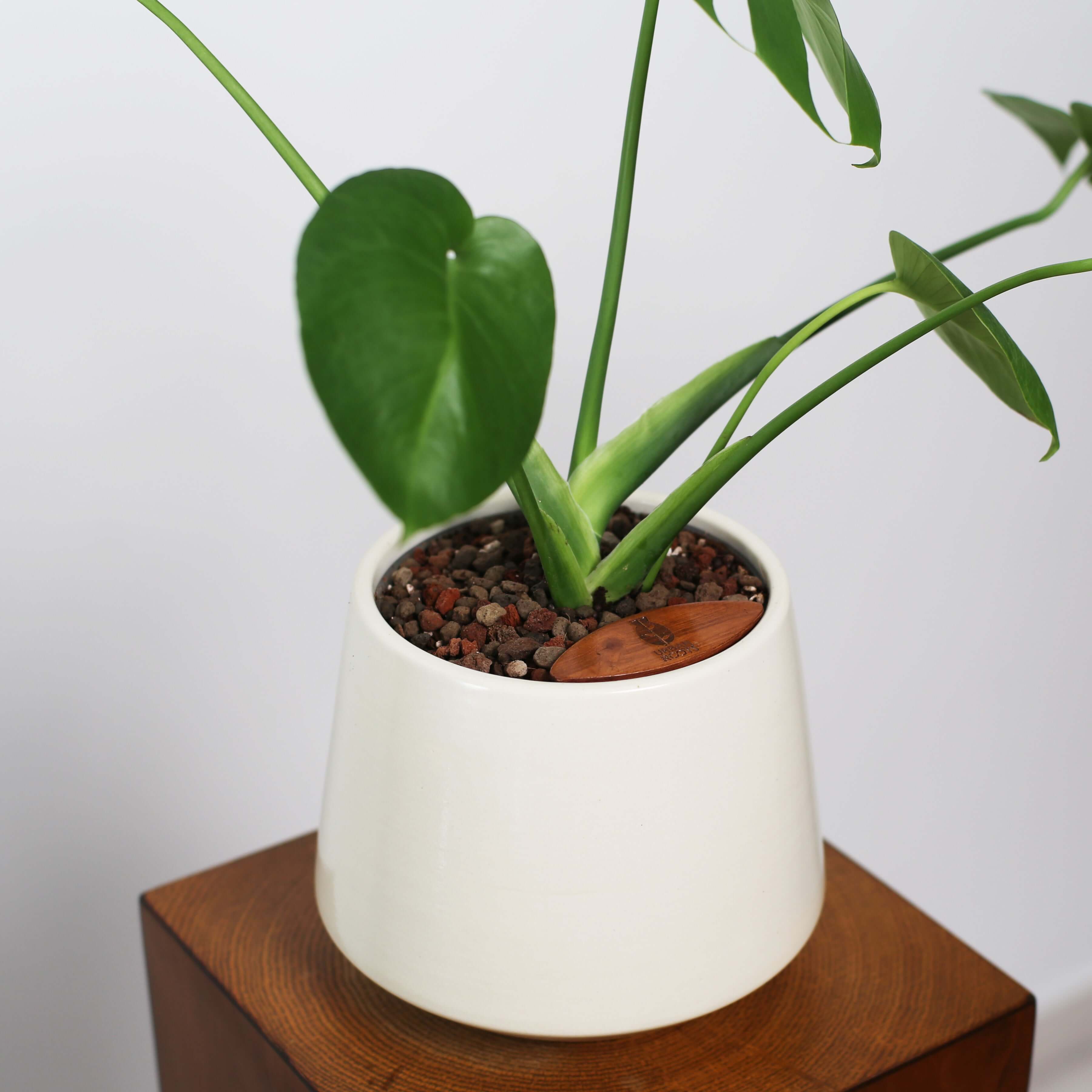 Monstera in Toto pot