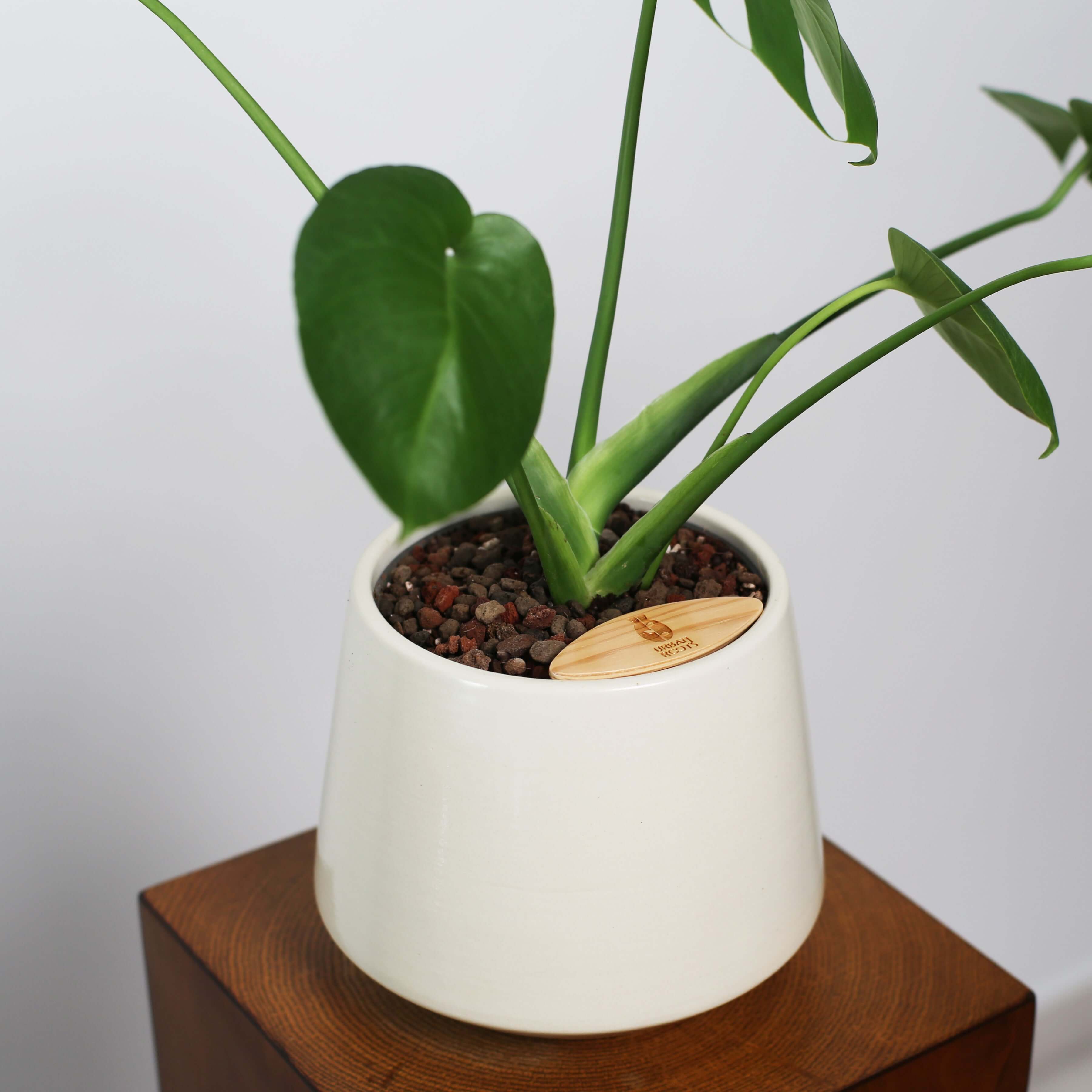 Monstera in Toto pot