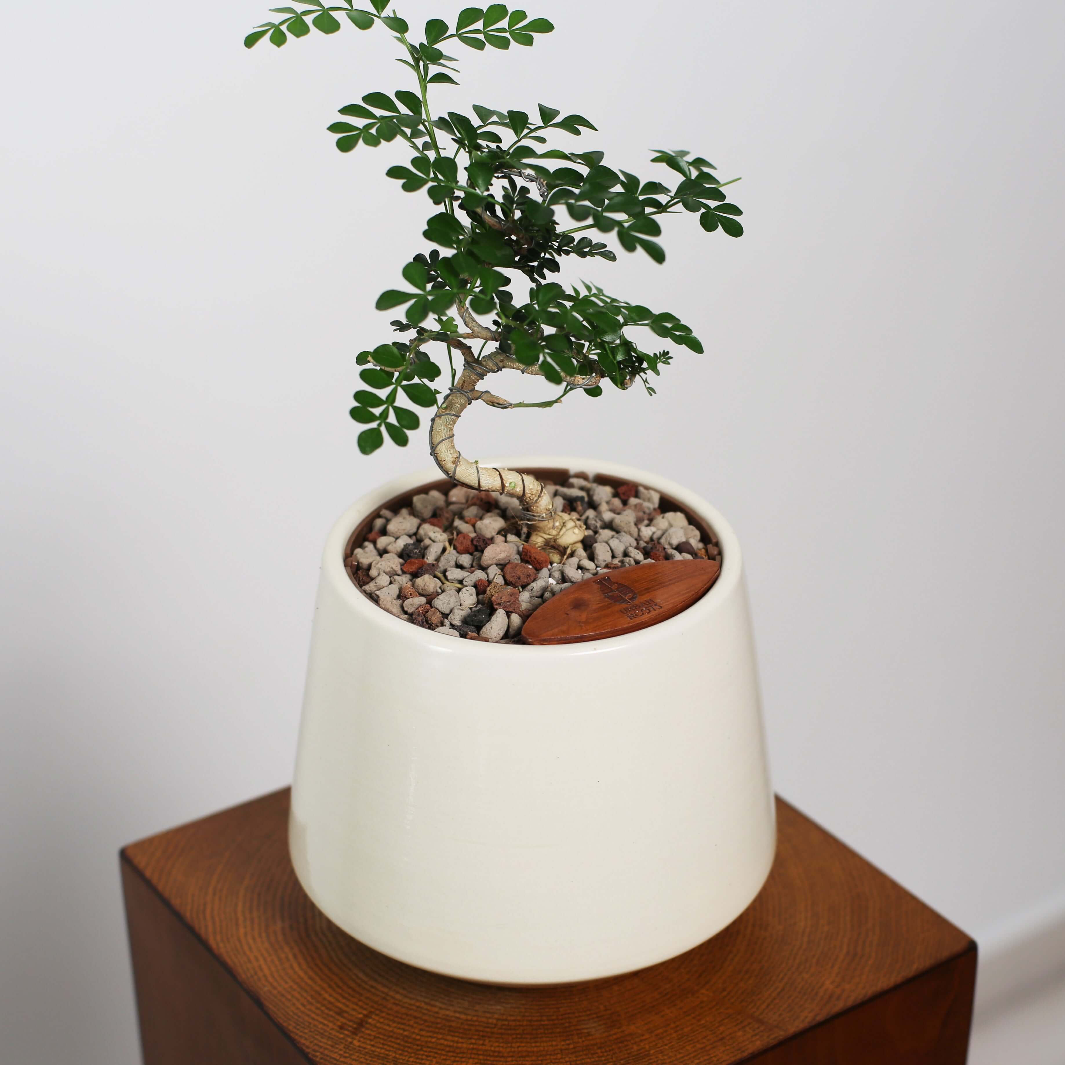 Bonsai in Toto pot (Feroniea Lucida Bonsai)