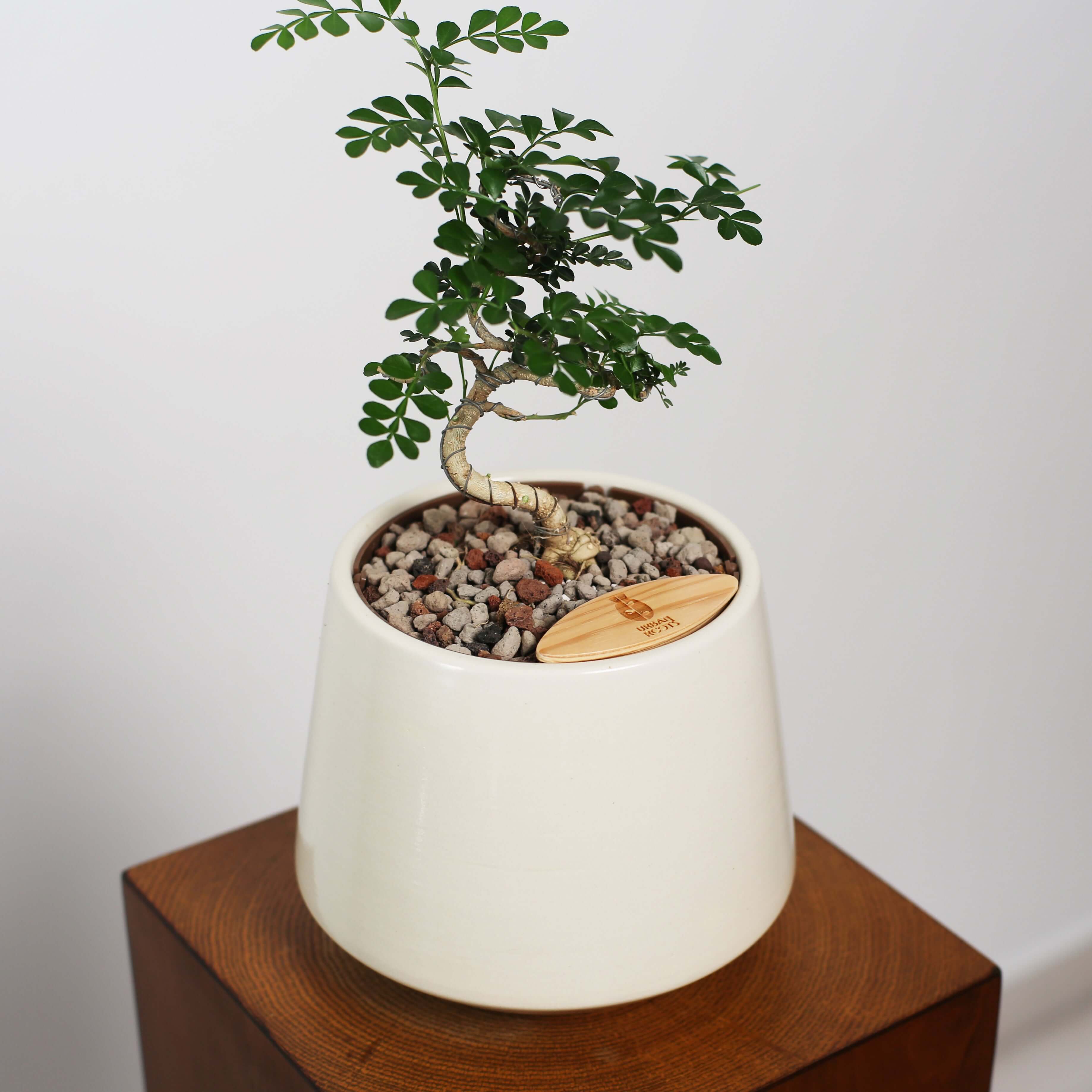 Bonsai in Toto pot (Feroniea Lucida Bonsai)