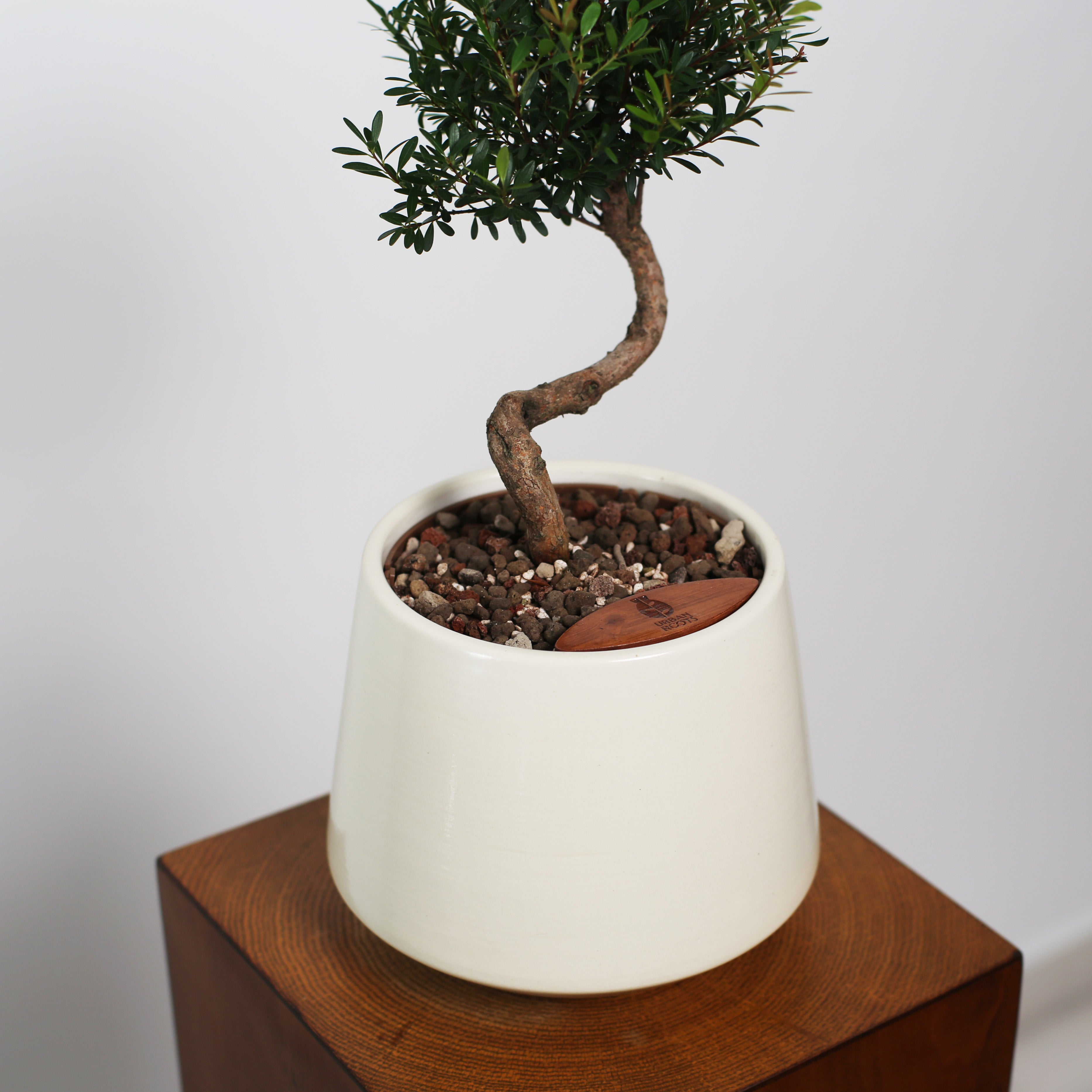 Bonsai in Toto pot (Syzygium buxifolium)