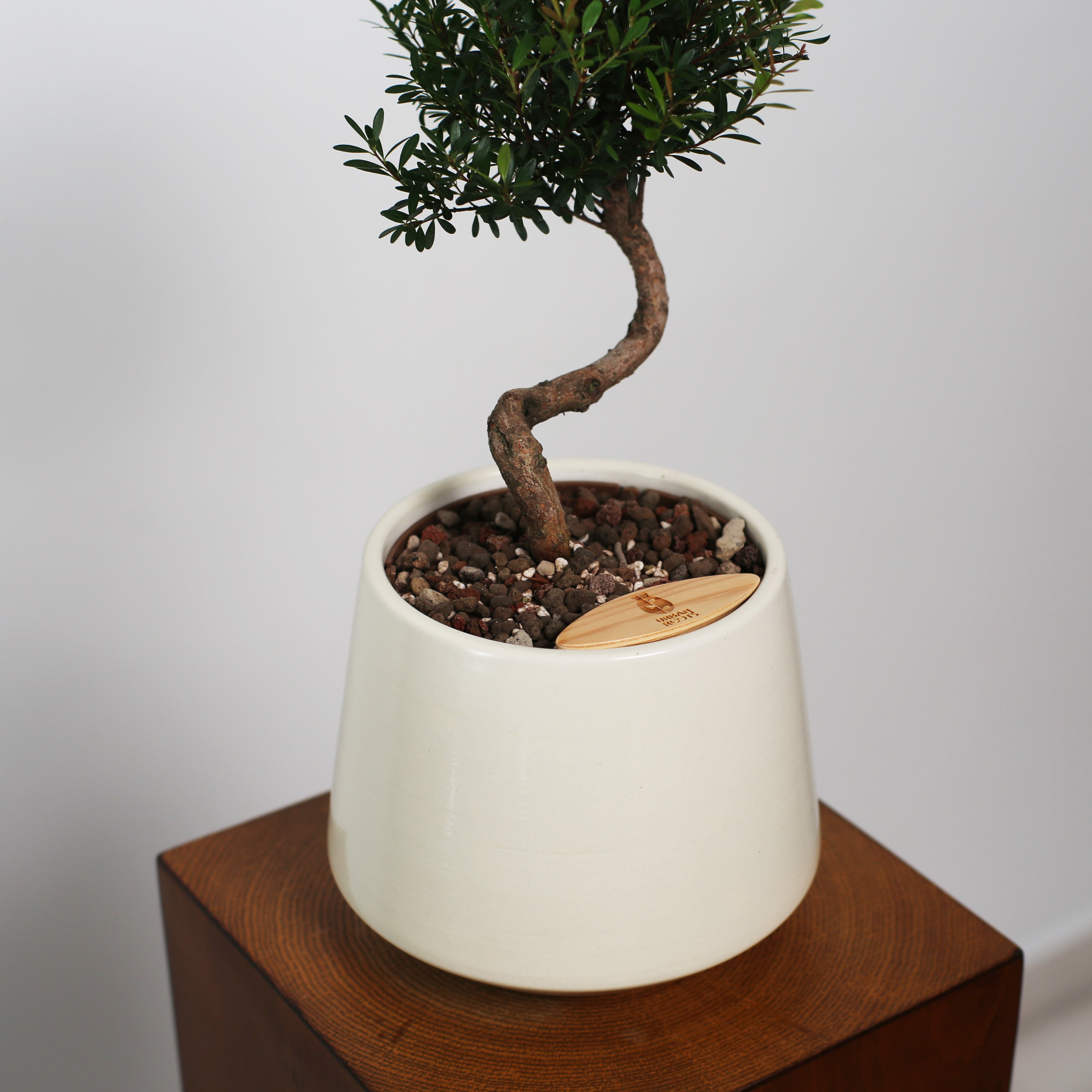 Bonsai in Toto pot (Syzygium buxifolium)
