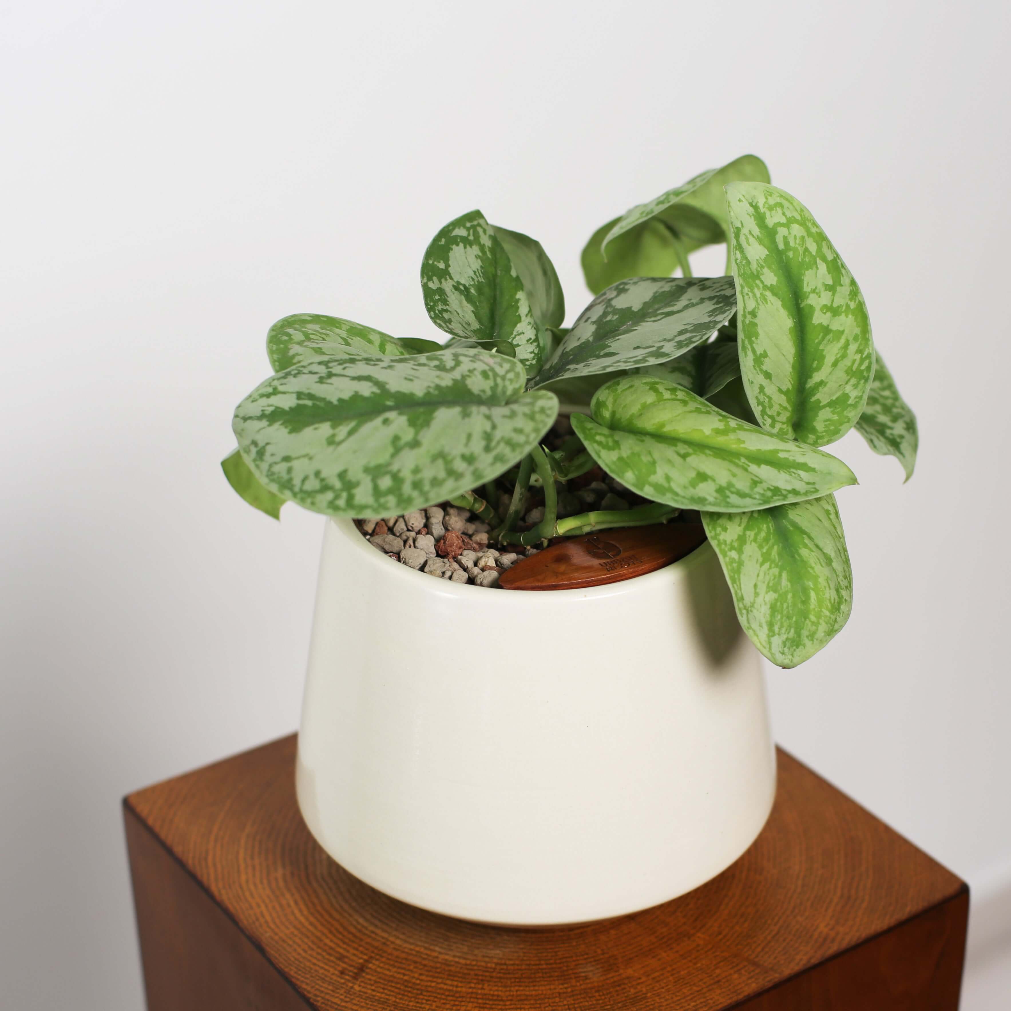 Satin Pothos in Toto pot (Scindapsus Pictus ‘Exotica’)
