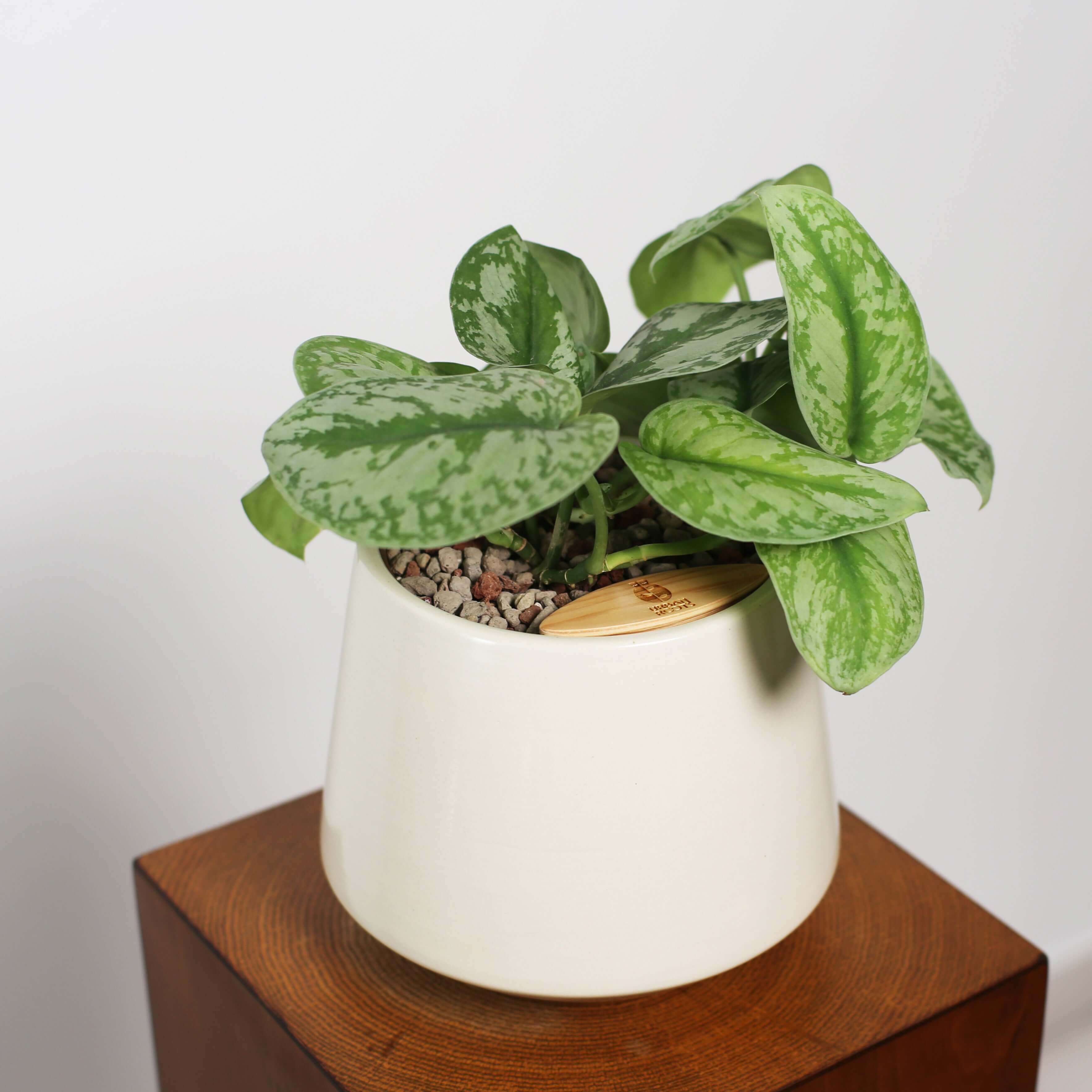 Satin Pothos in Toto pot (Scindapsus Pictus ‘Exotica’)