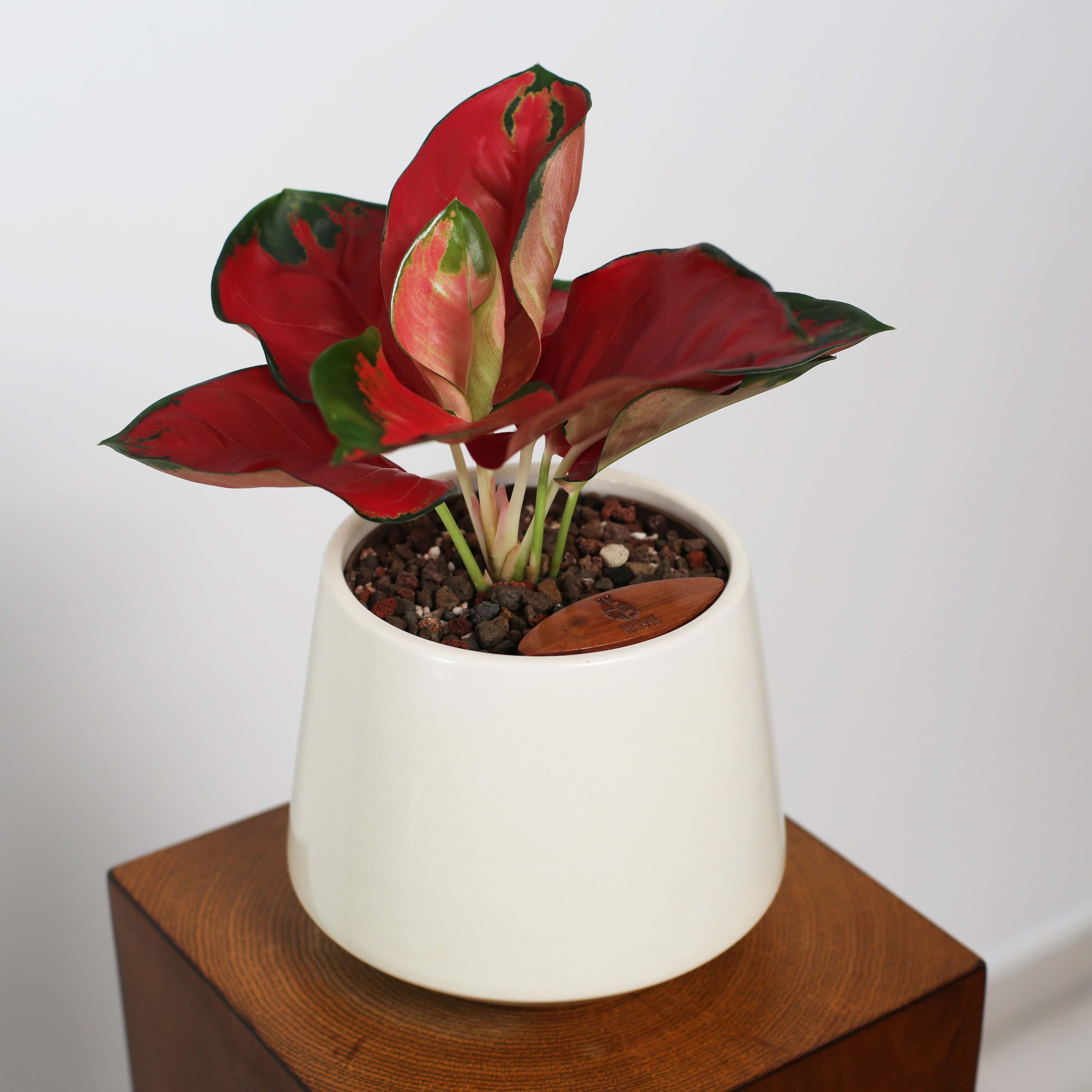 Aglaonema in Toto pot