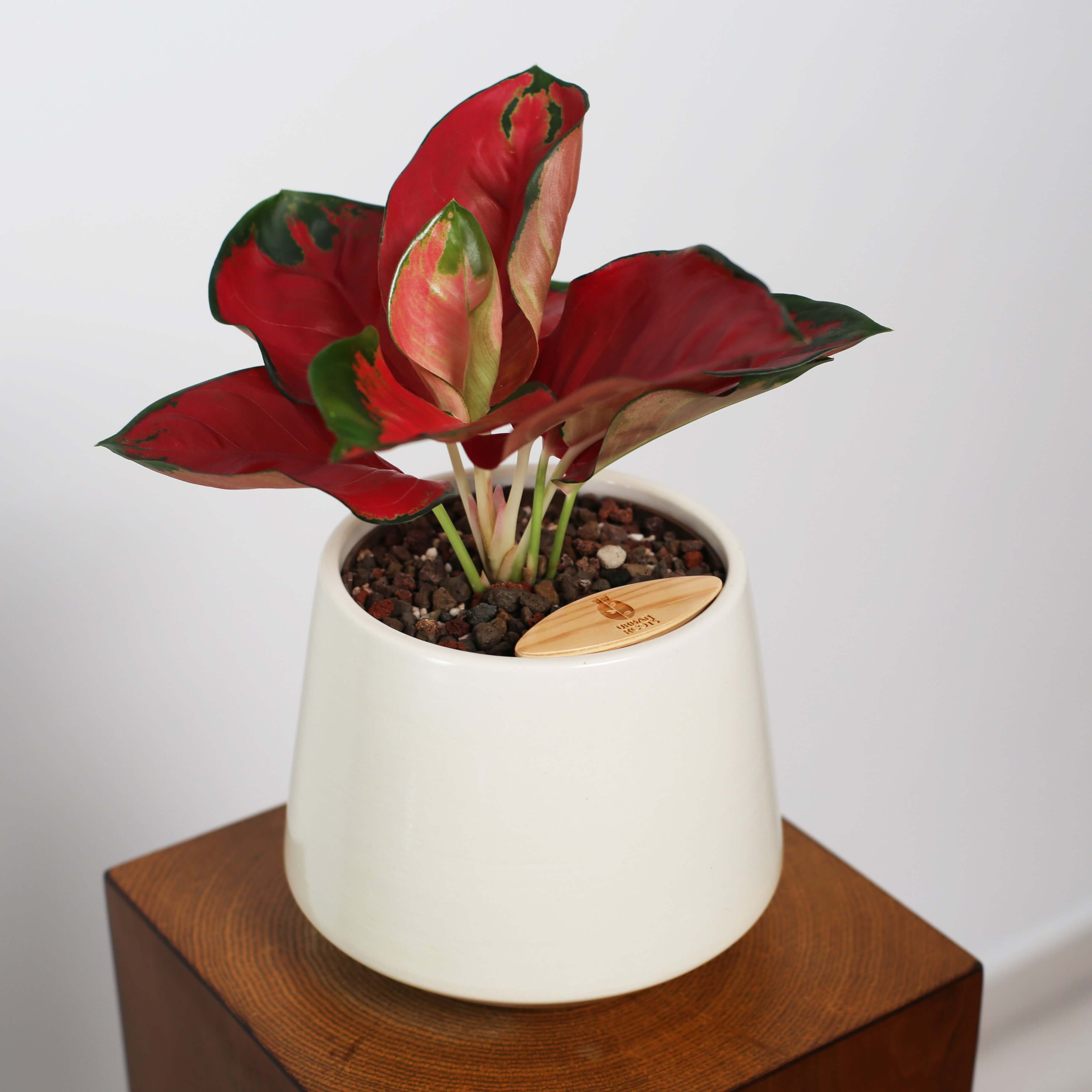 Aglaonema in Toto pot